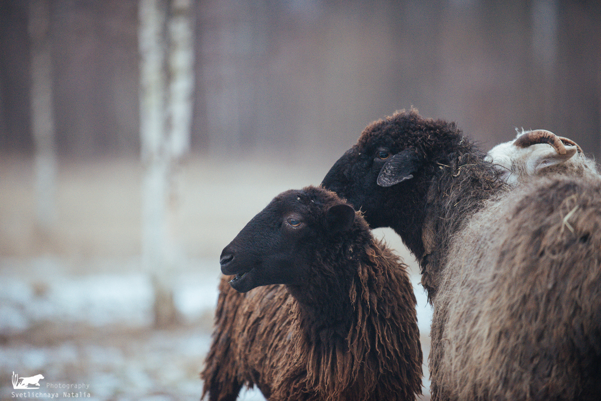 Пастьба в Нафани (январь 2020)