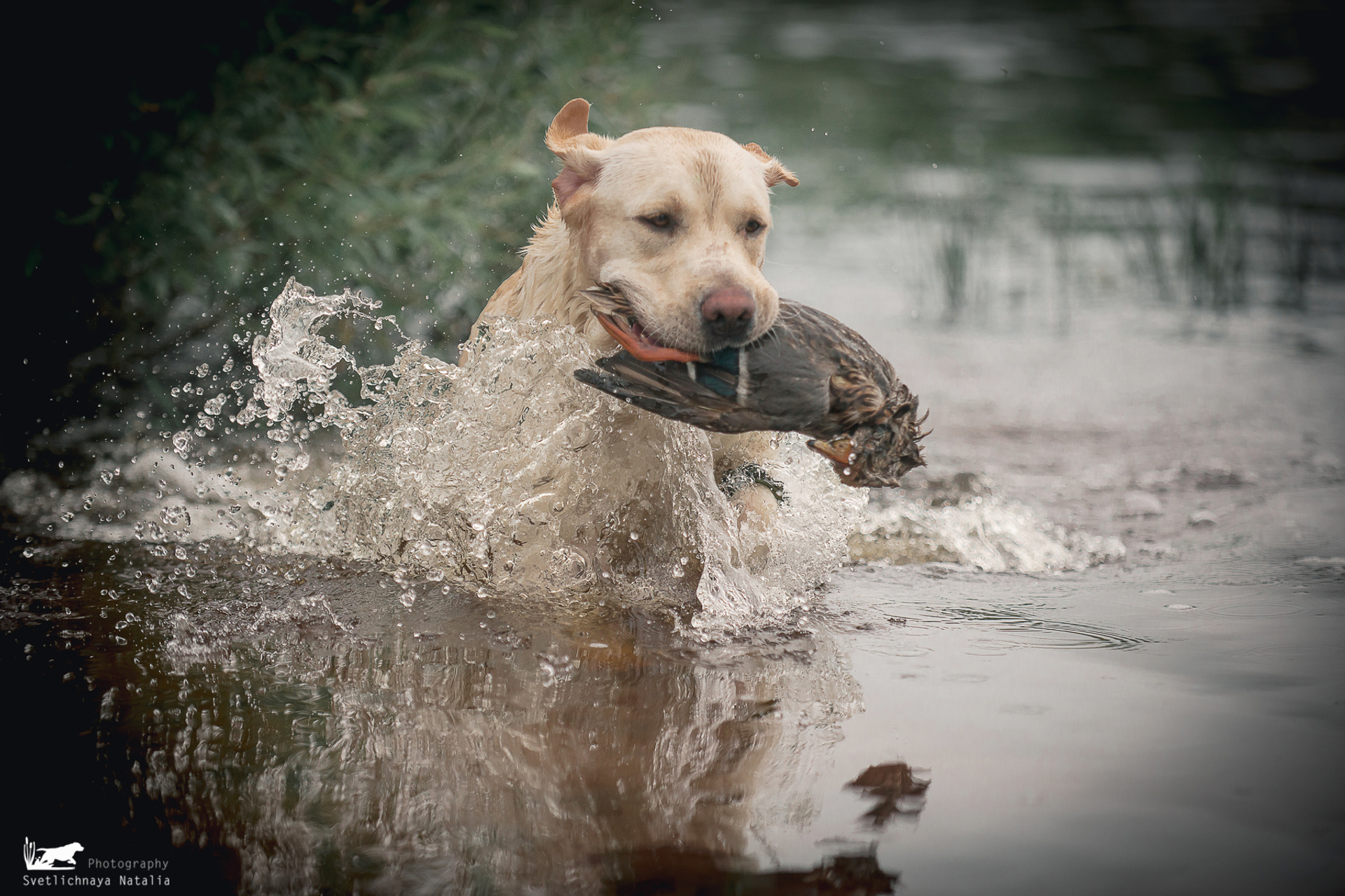 Тренировочные состязания для ретриверов (NOME-B)