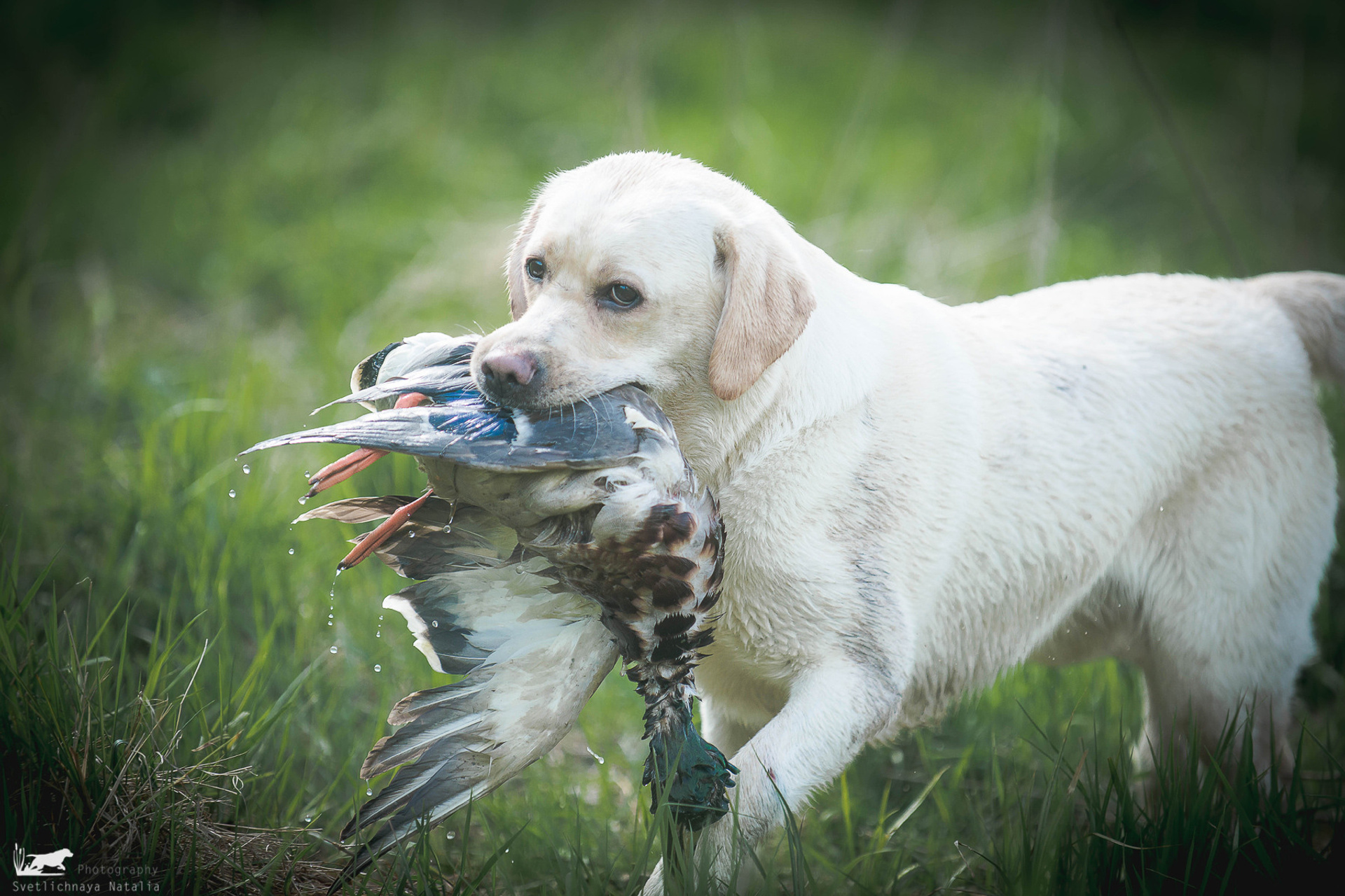 Испытания ретриверов, 14 мая 2022 года, клуб «Динамо»