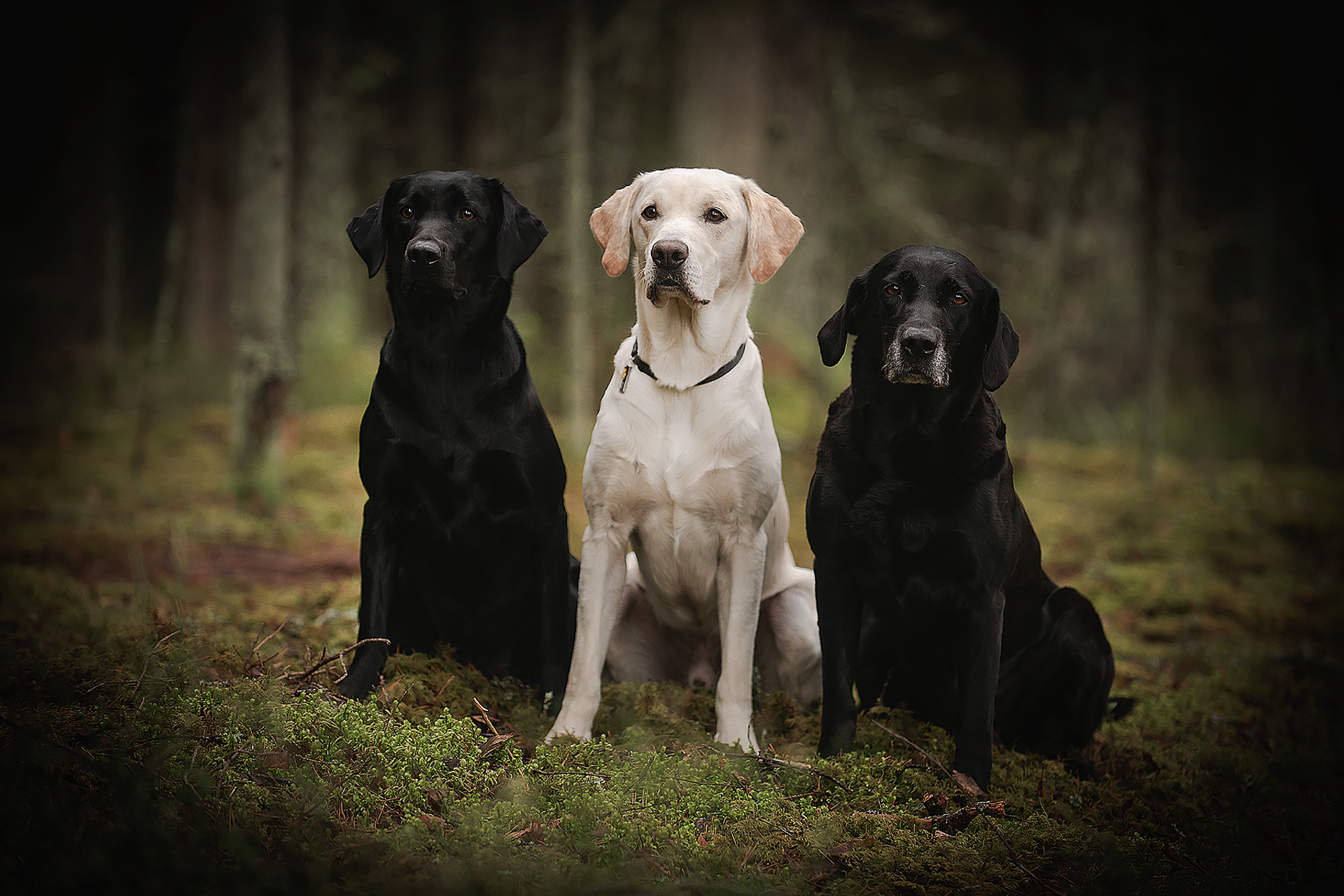 Лабрадоры на Валдае