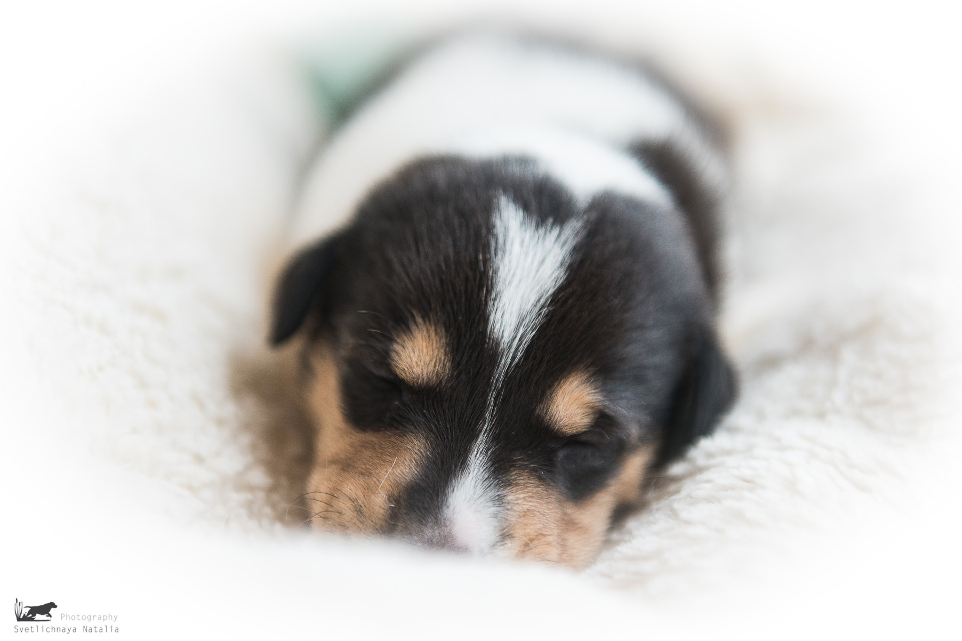 Гладкошерстная колли (щенок) Дрим