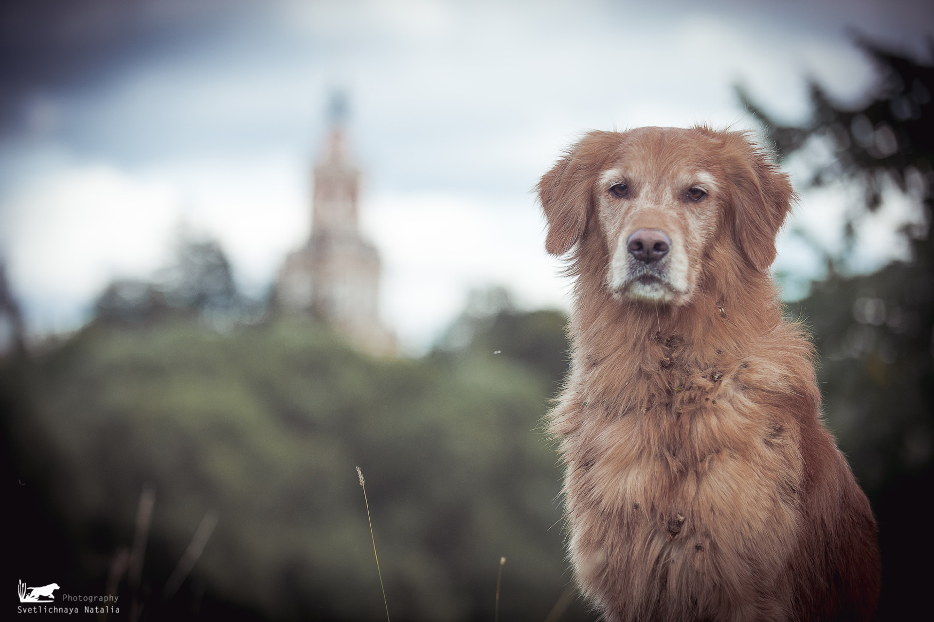 Голден ретривер Филя