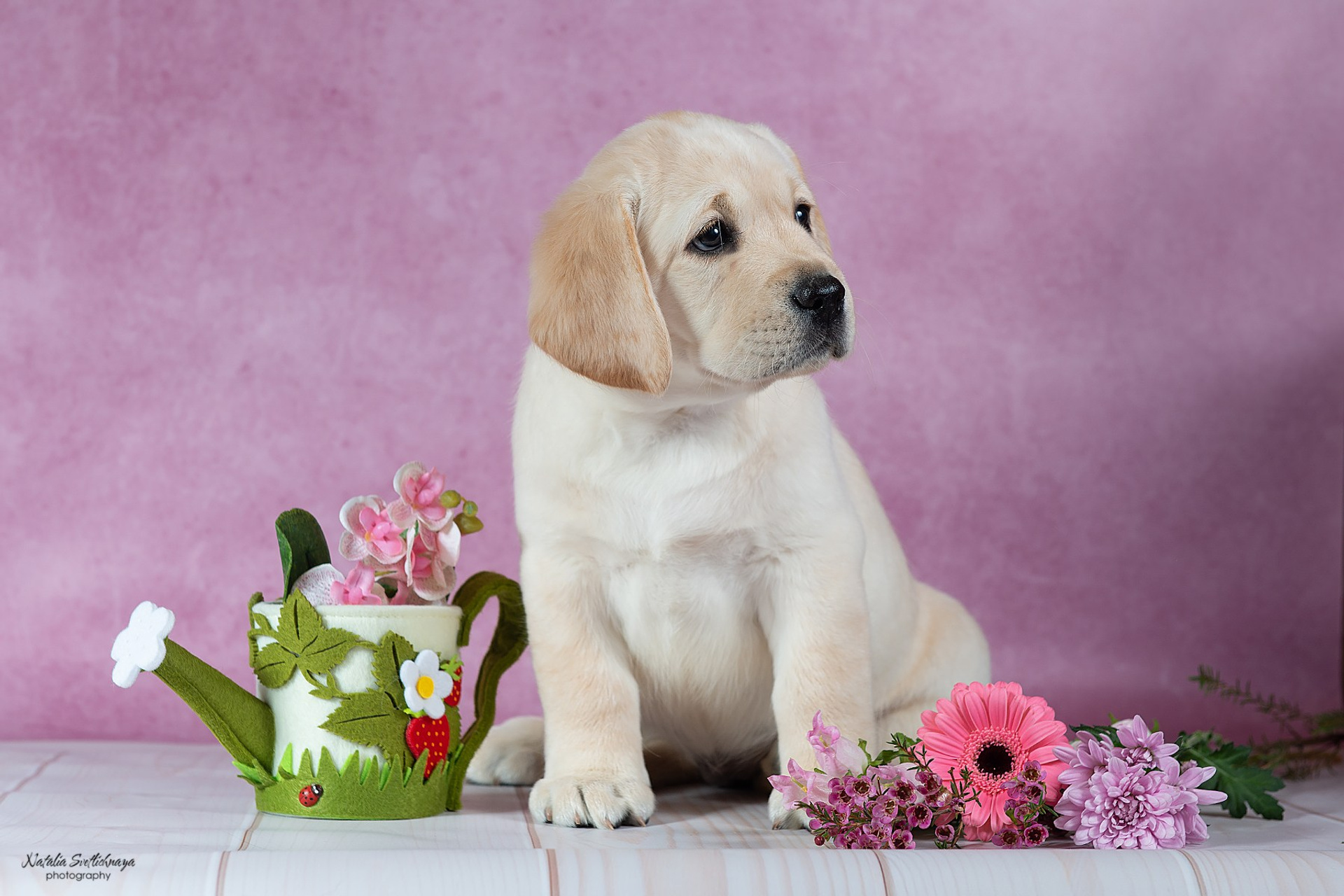 Лабрадор ретривер (щенки 45 дней)