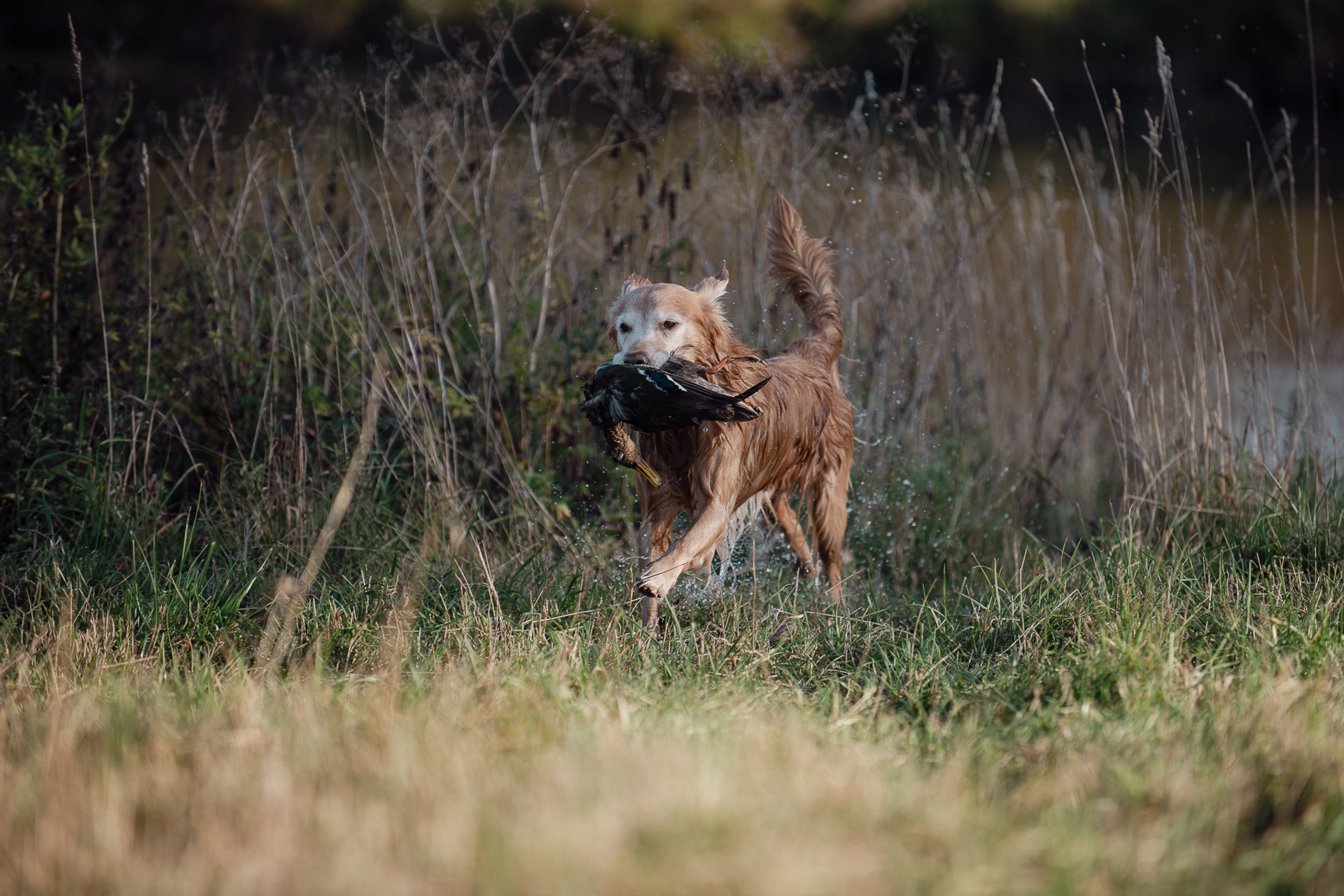 Состязания РиПБД, Школа Шмеля, 24.09.23