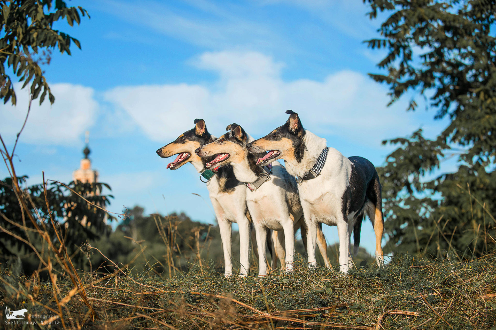 Гладкошерстные колли Арья, Дрим и Саюри