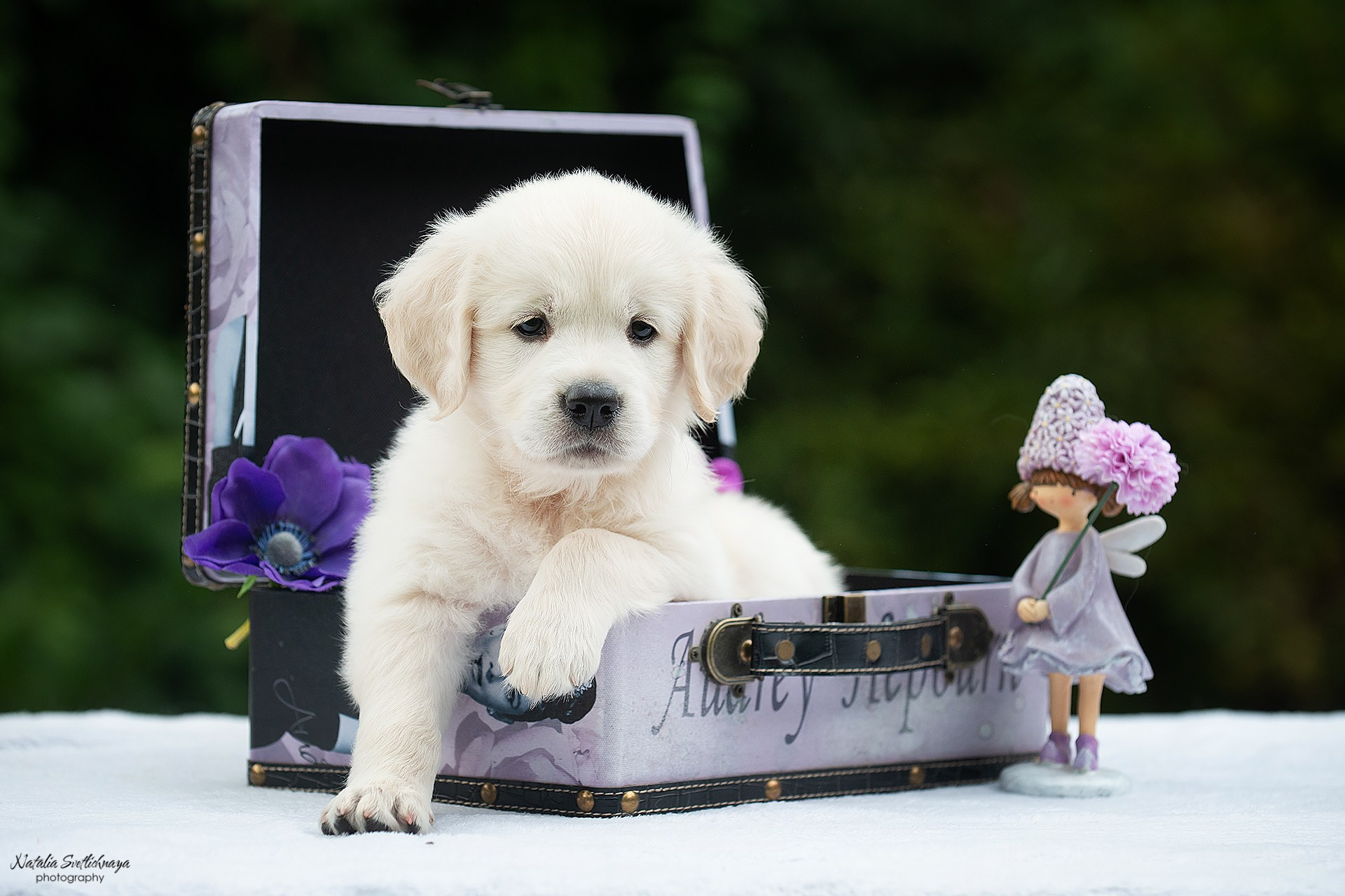 Голден ретривер (щенки)