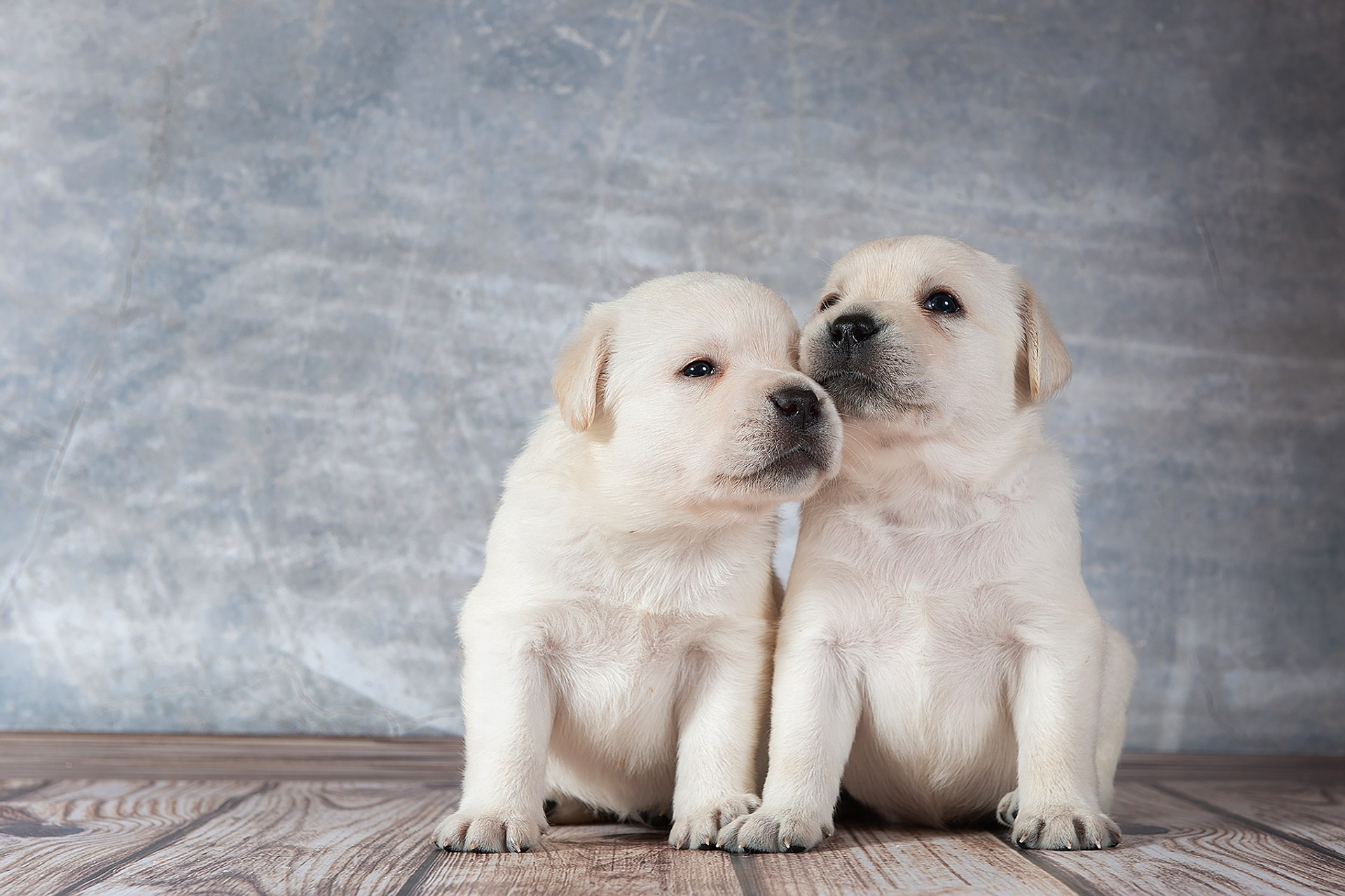 Лабрадор ретривер (щенки, 30 дней)