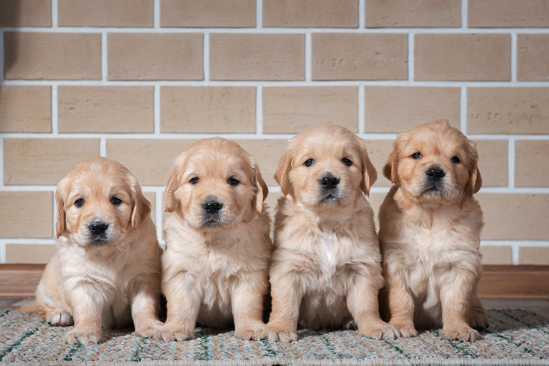 Голден ретривер (щенки)