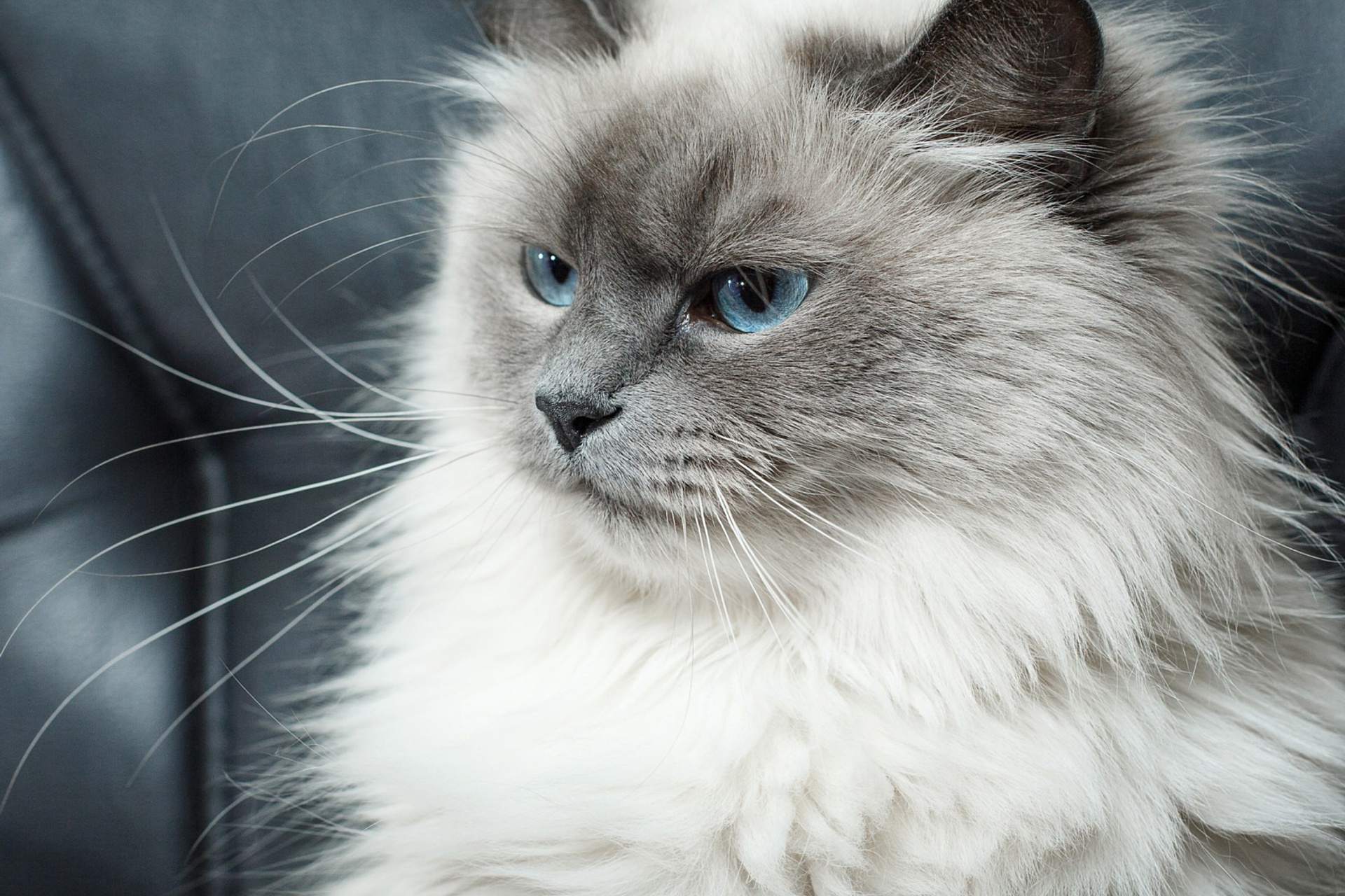 Питомник «Магия Нева»