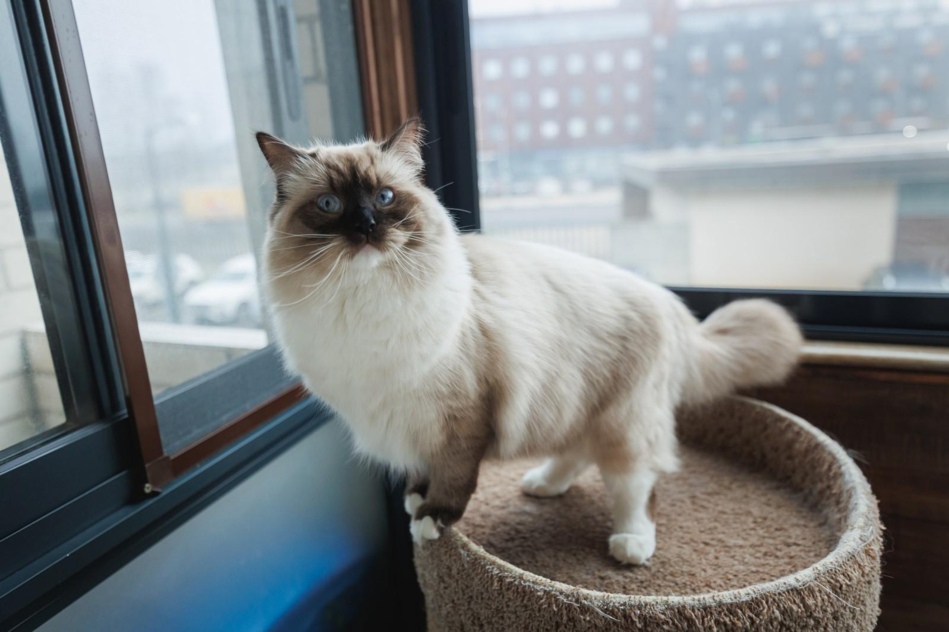 Ариэль (питомник «Магия Нева»)