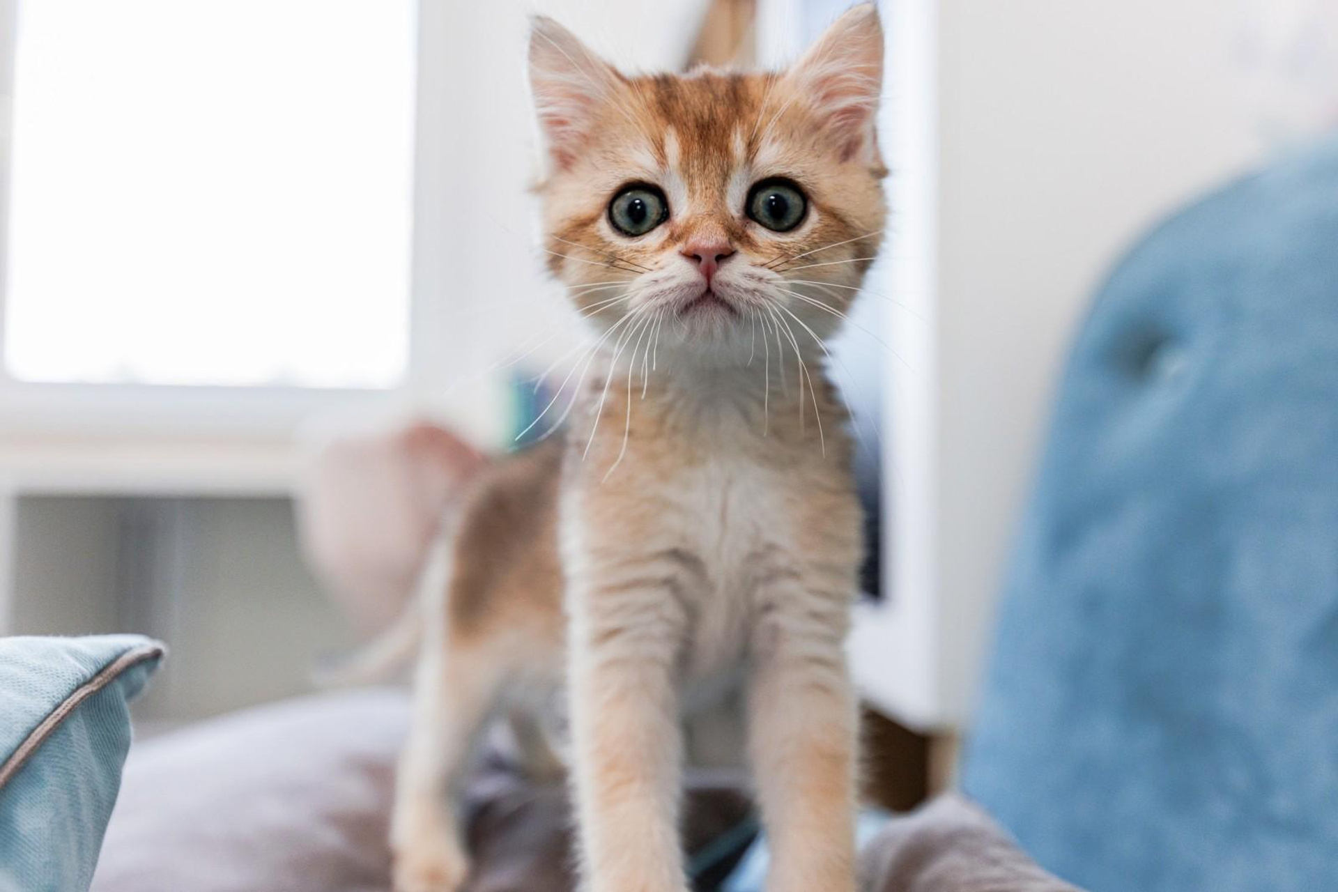 Просто котёнок