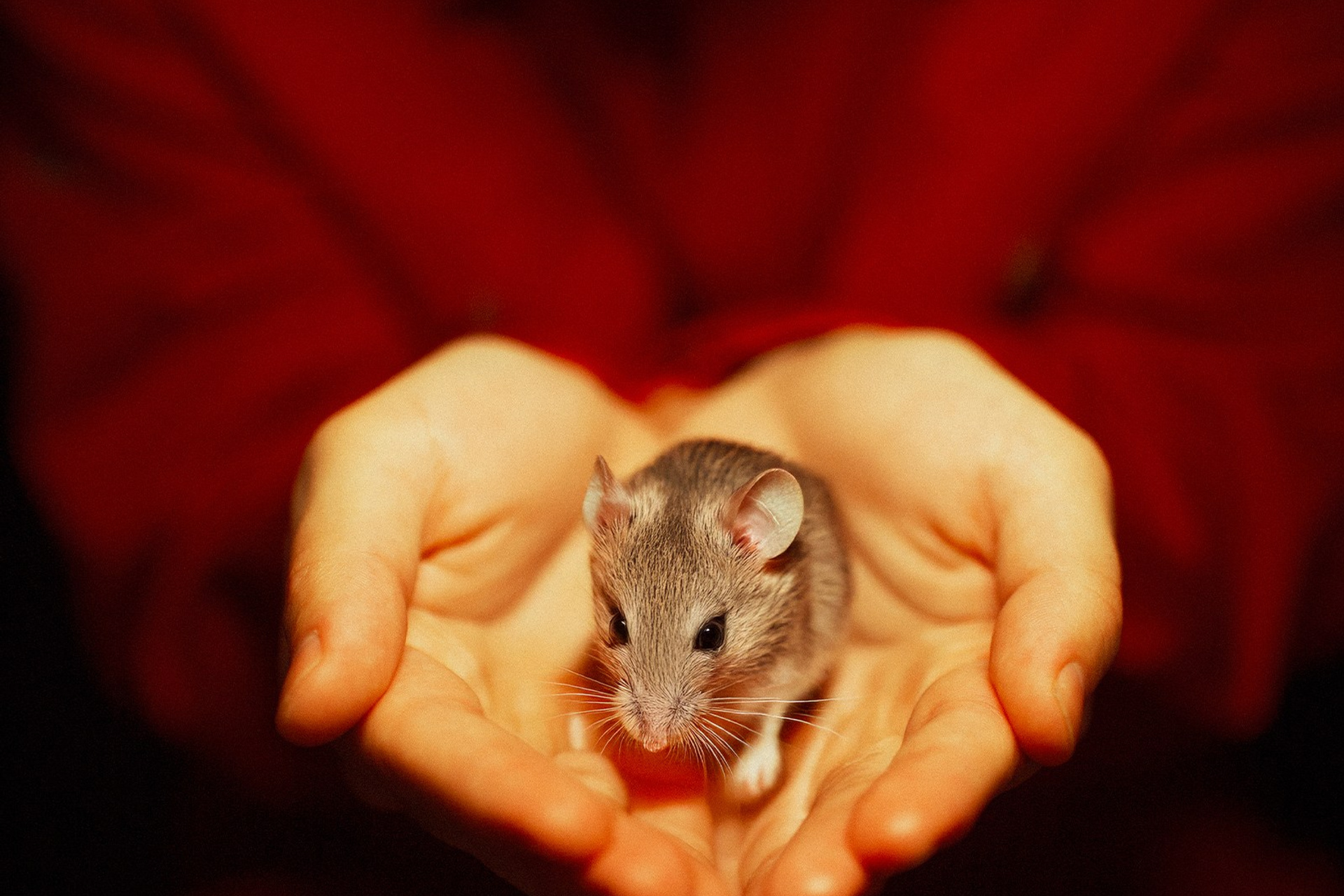 Контент — Повелитель страниц