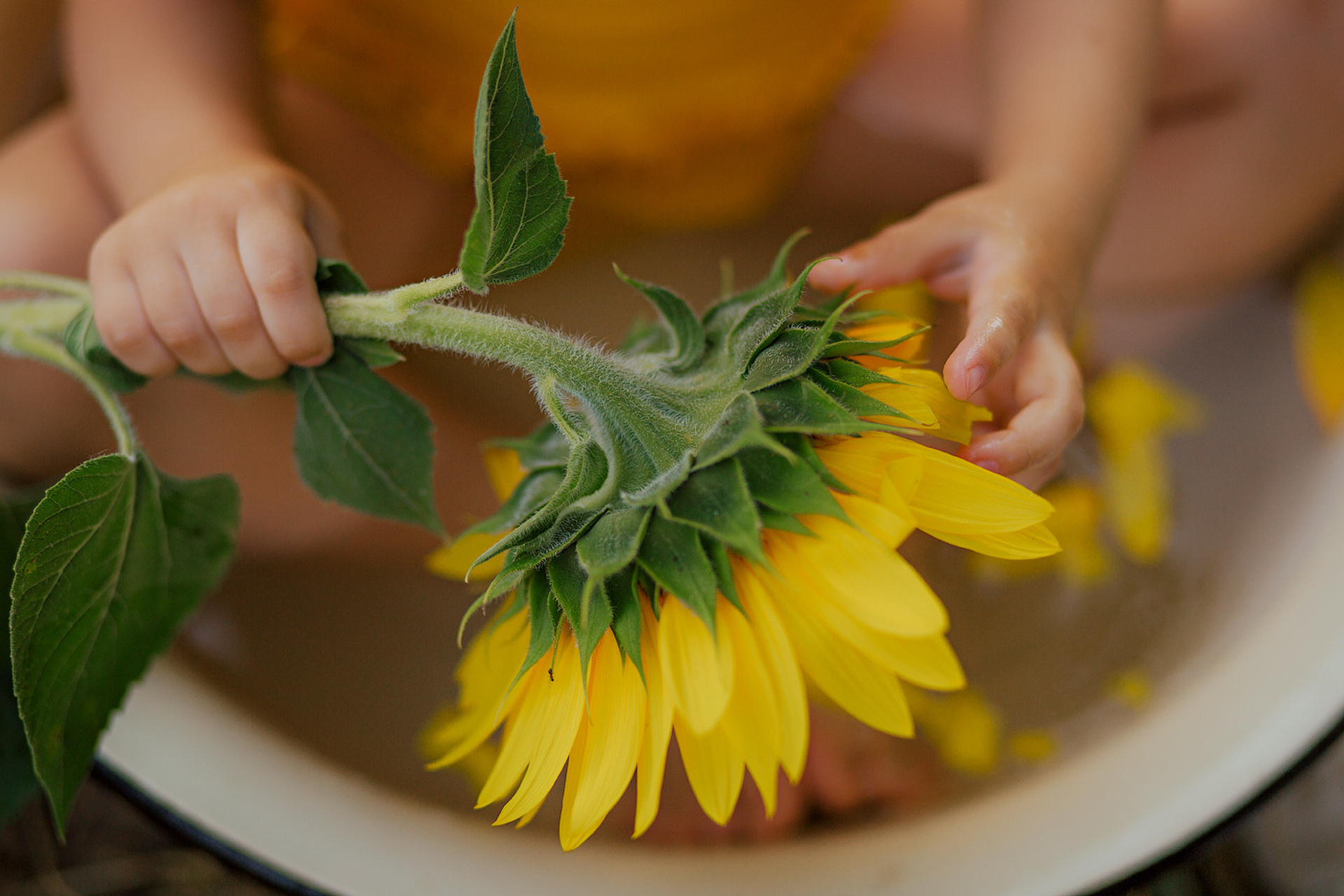 Тазик с подсолнухами.