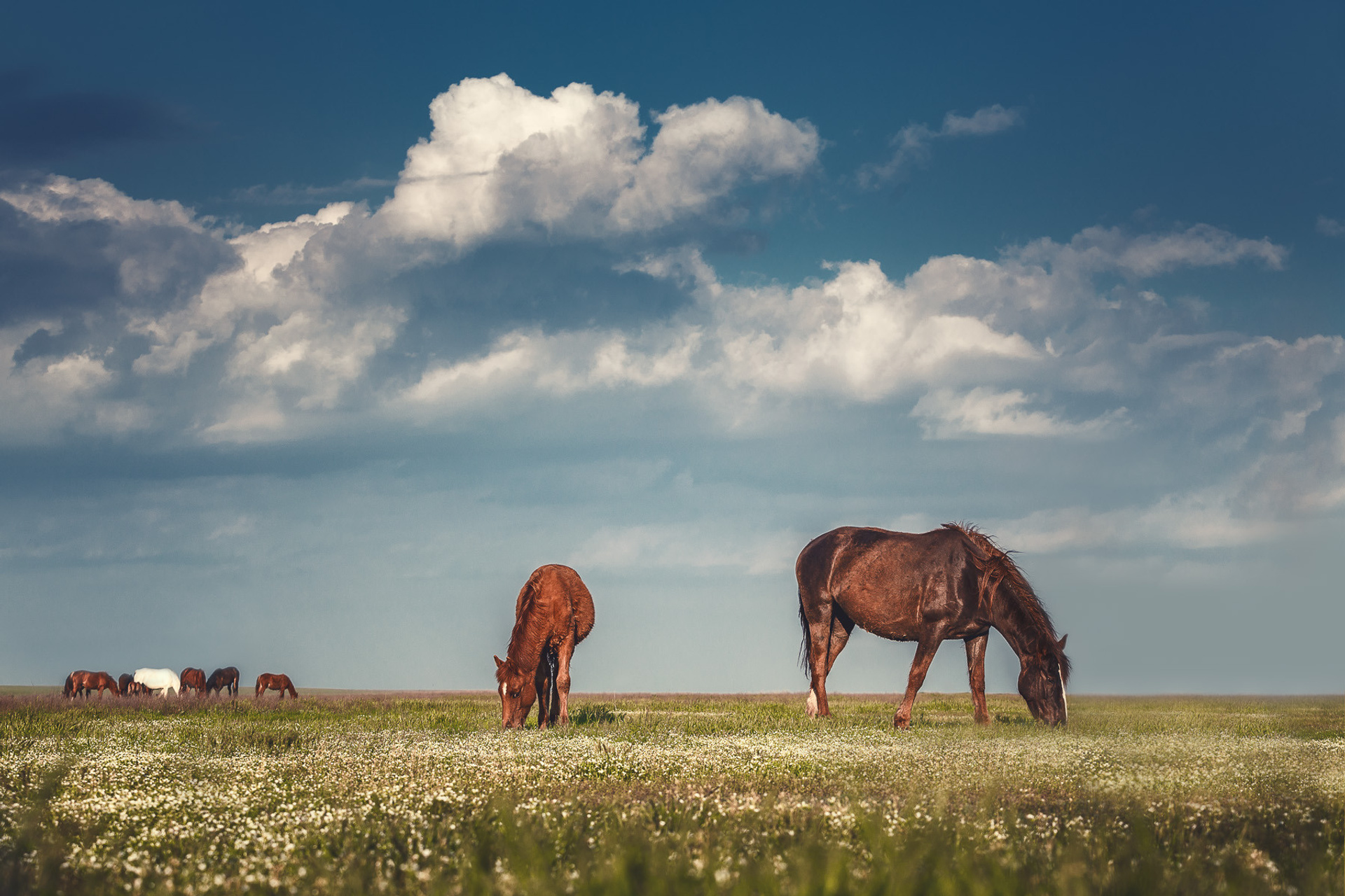 Россия. Калмыкия