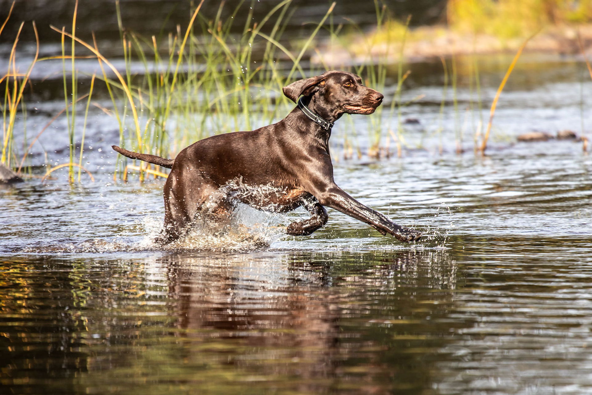 СОБАКЕВИЧИ
