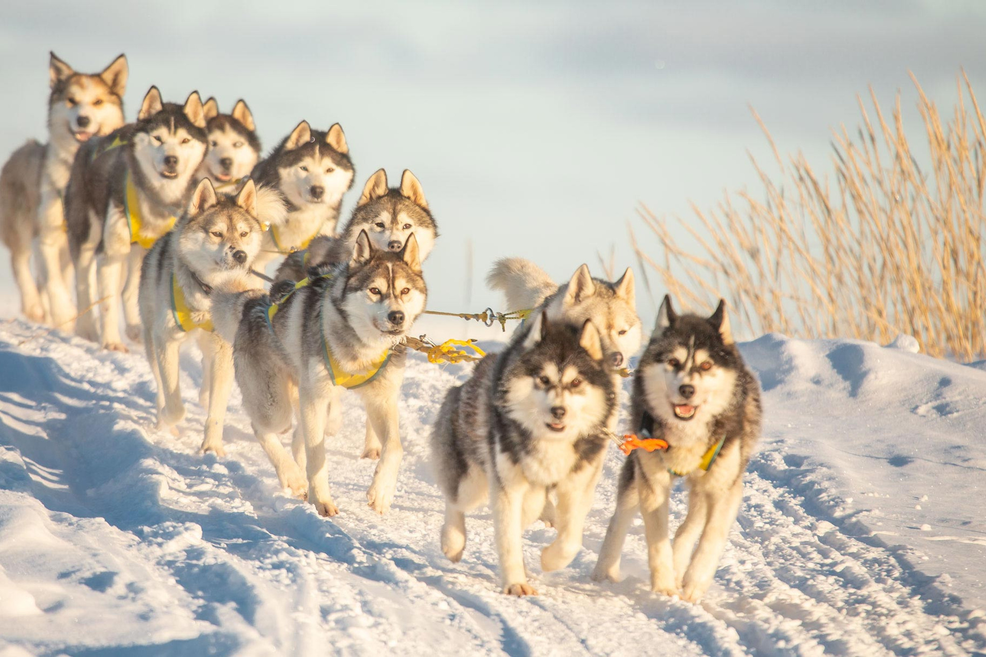 Онежский полуостров на собачьих упряжках