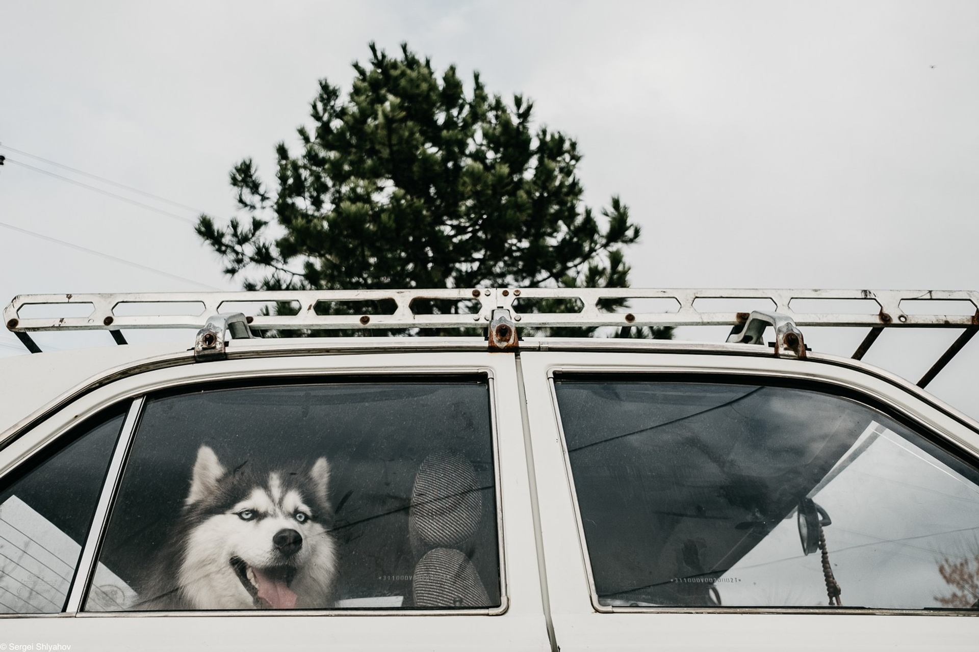 КОСТЕР, ГИТАРА И ЛЮБИМЫ ПИТОМЕЦ