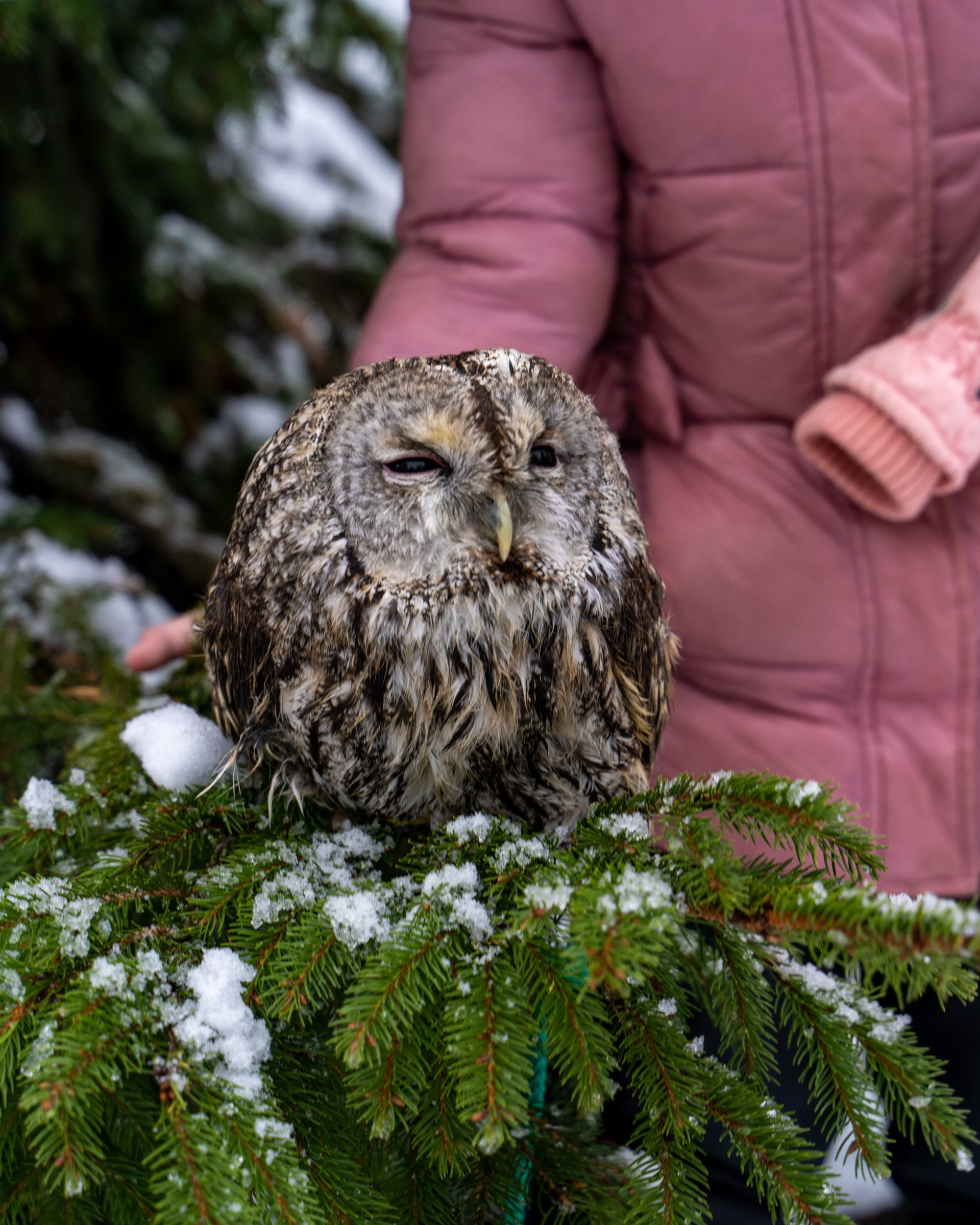Новогодние гуляния на Васильевском острове