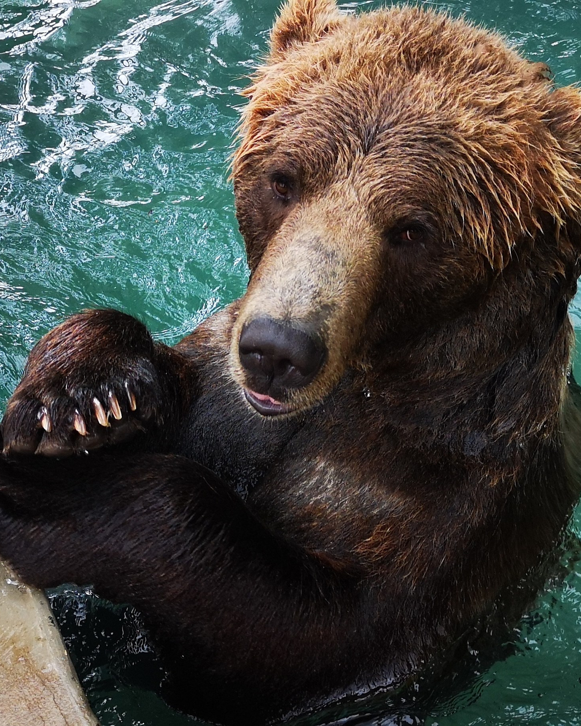 Медведь Мансур