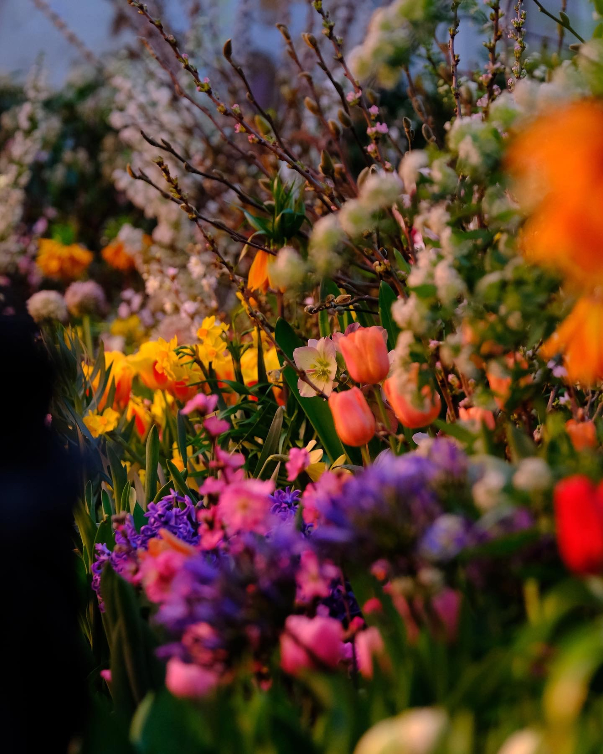 Репетиция весны. Аптекарский огород.