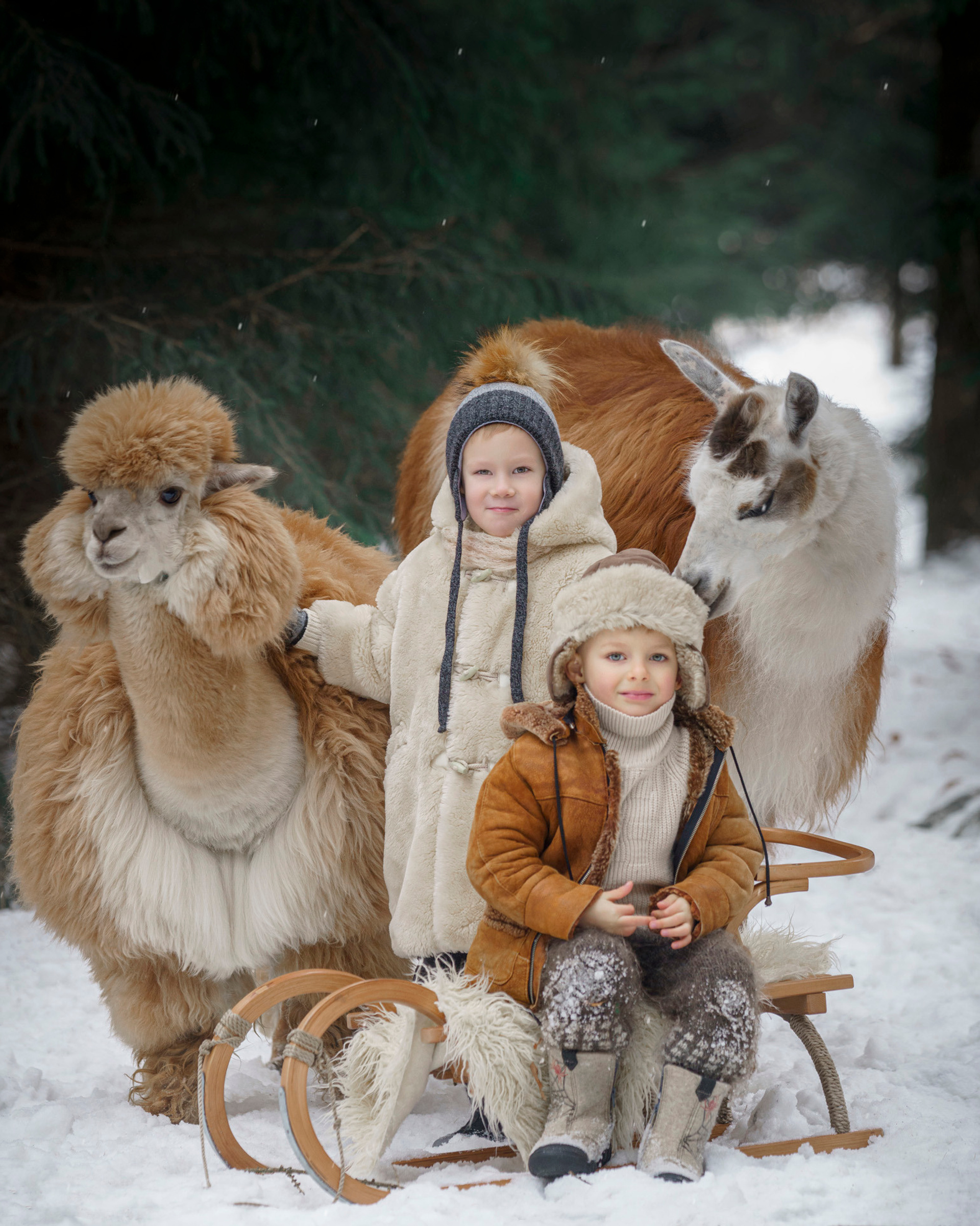 Овца и Ламы