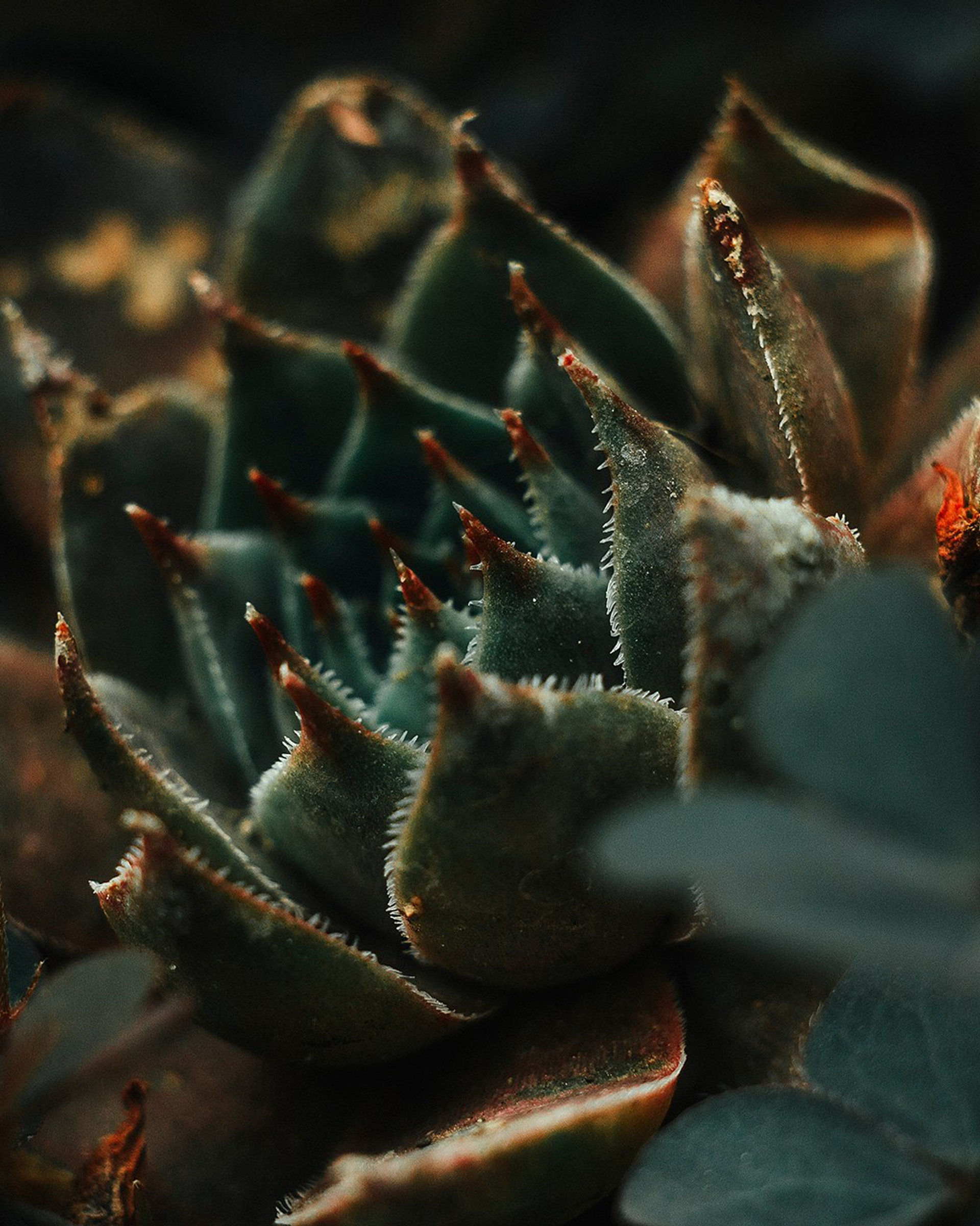 MACRO