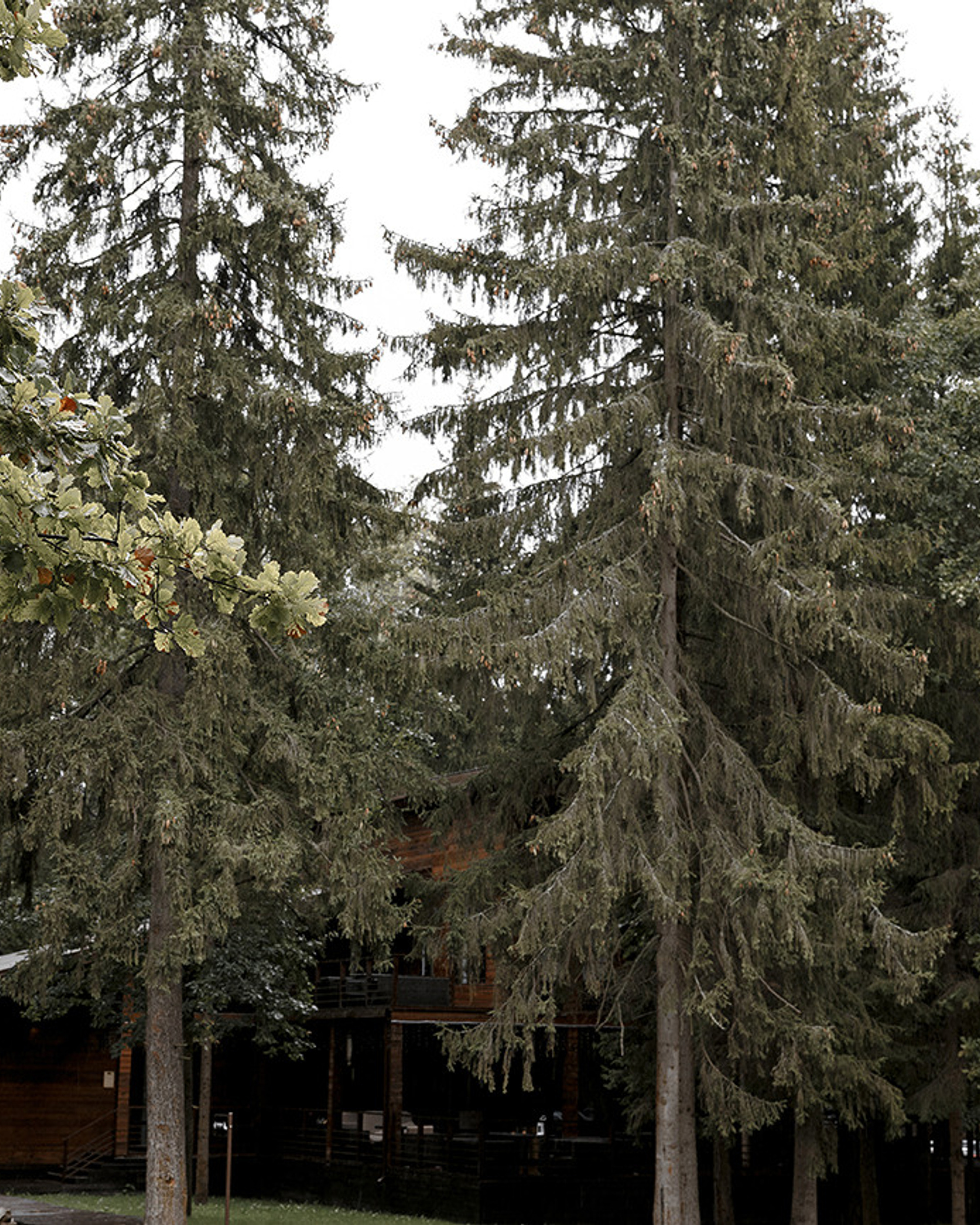 Водитель лимузина и суровые истринские голуби