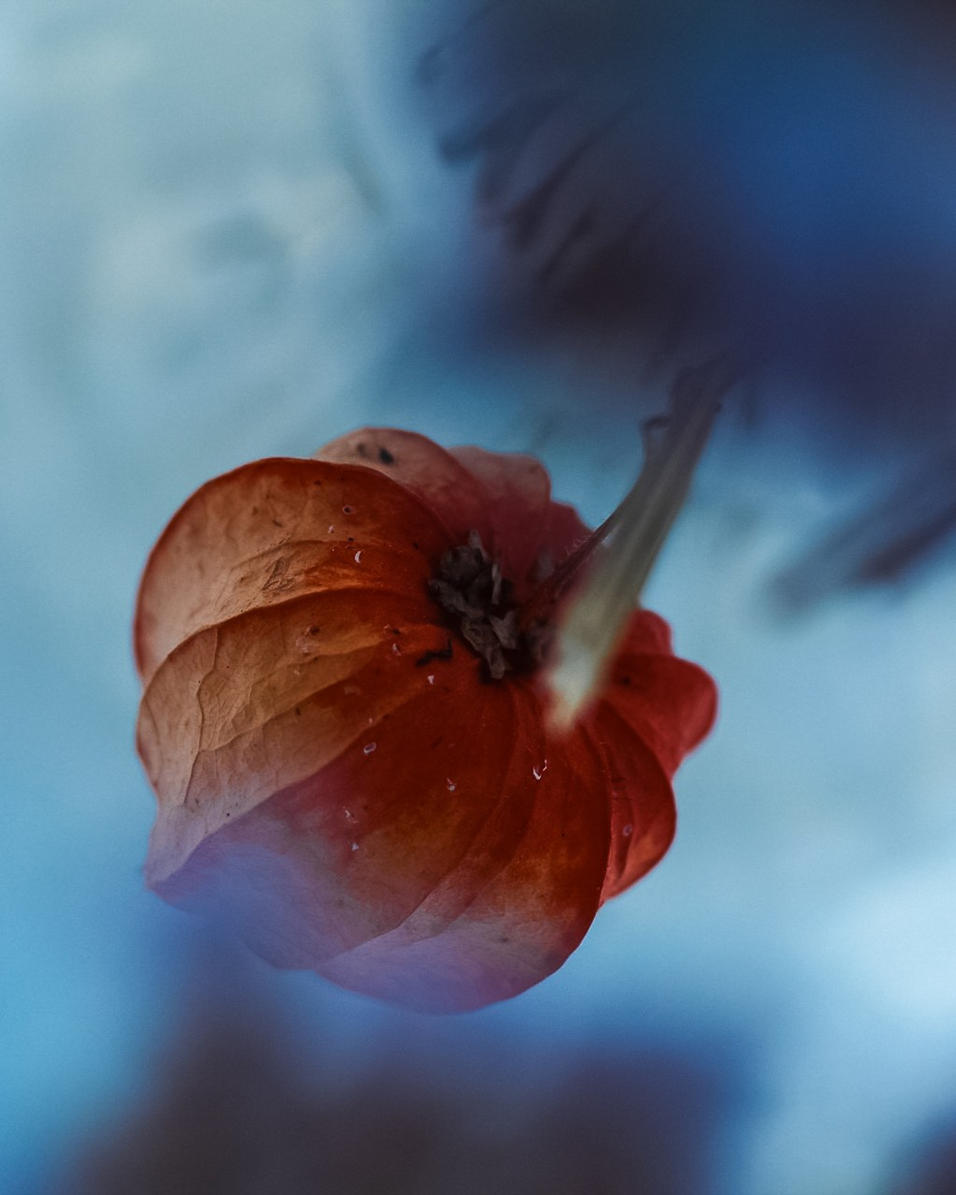 Зимний букет