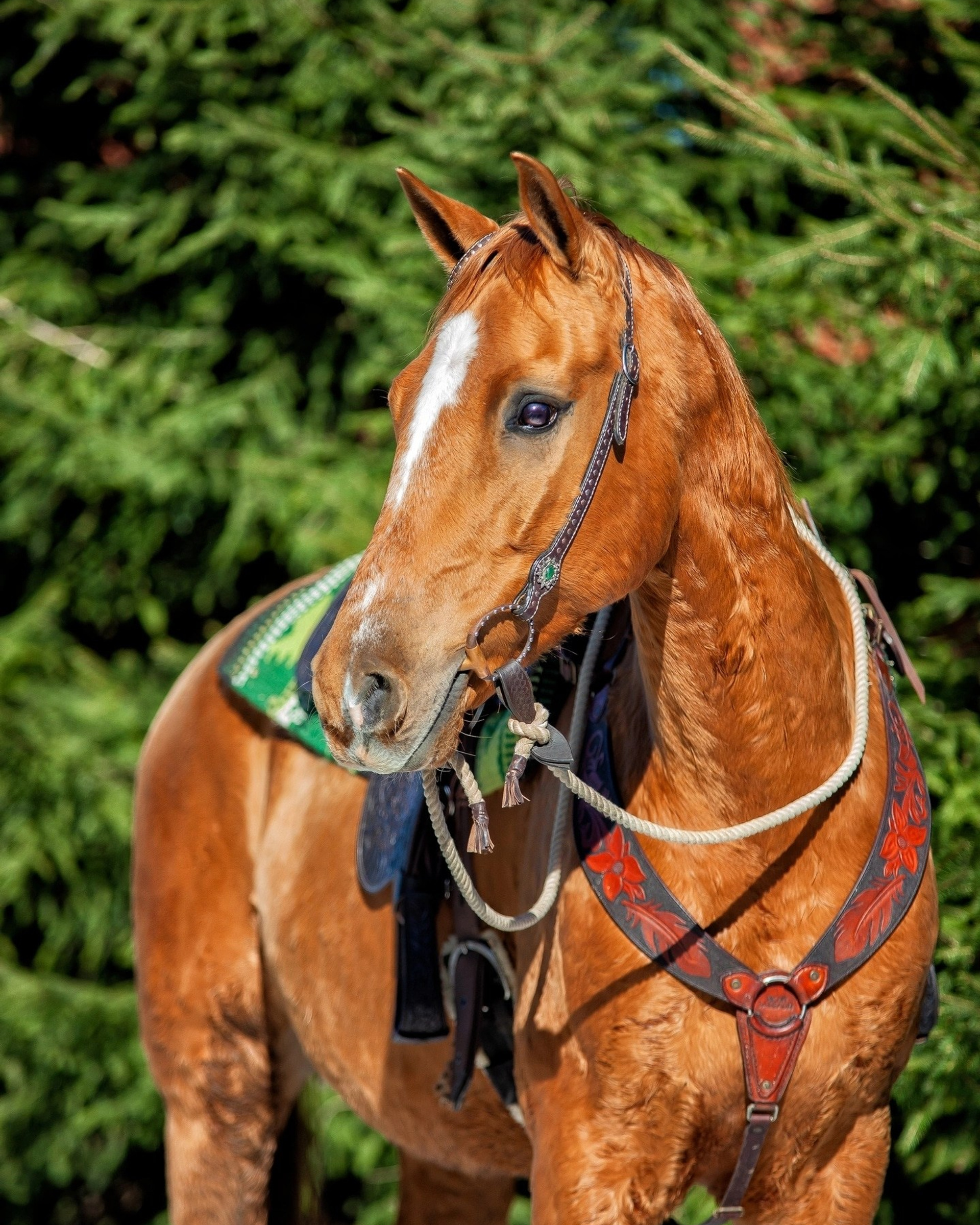 Проект " Донское золото России».