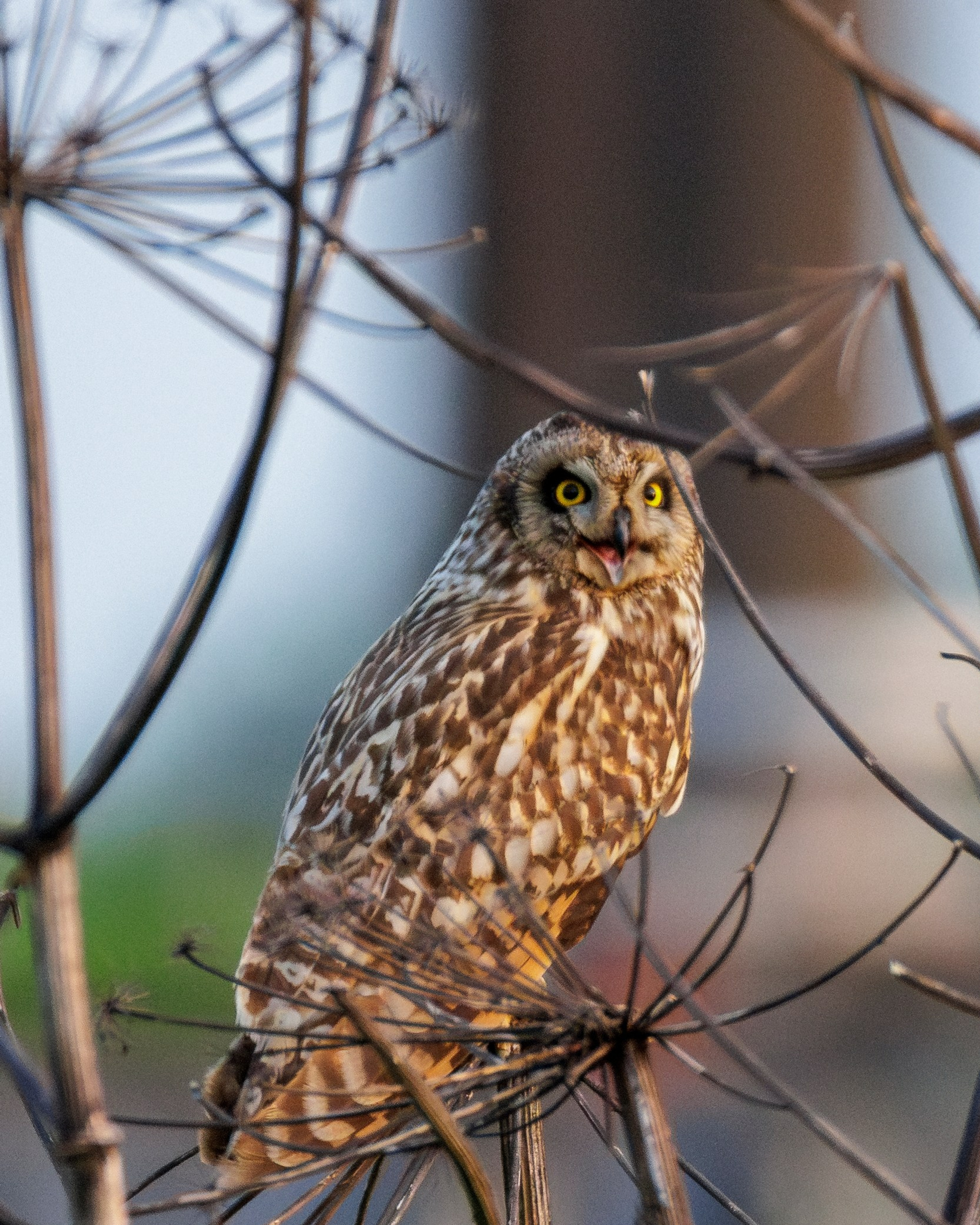 Болотная сова