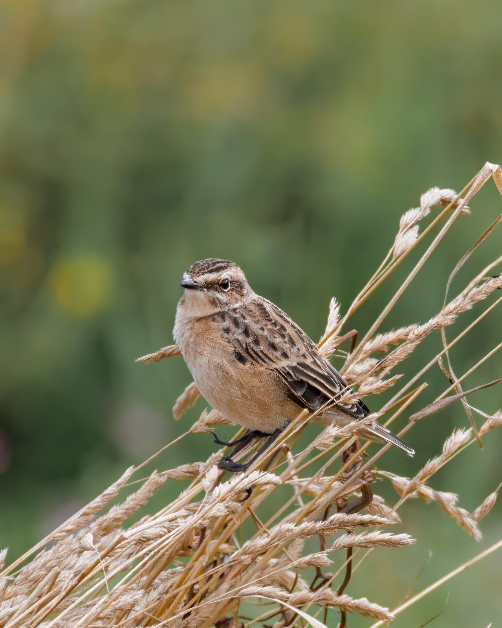 Луговой чекан