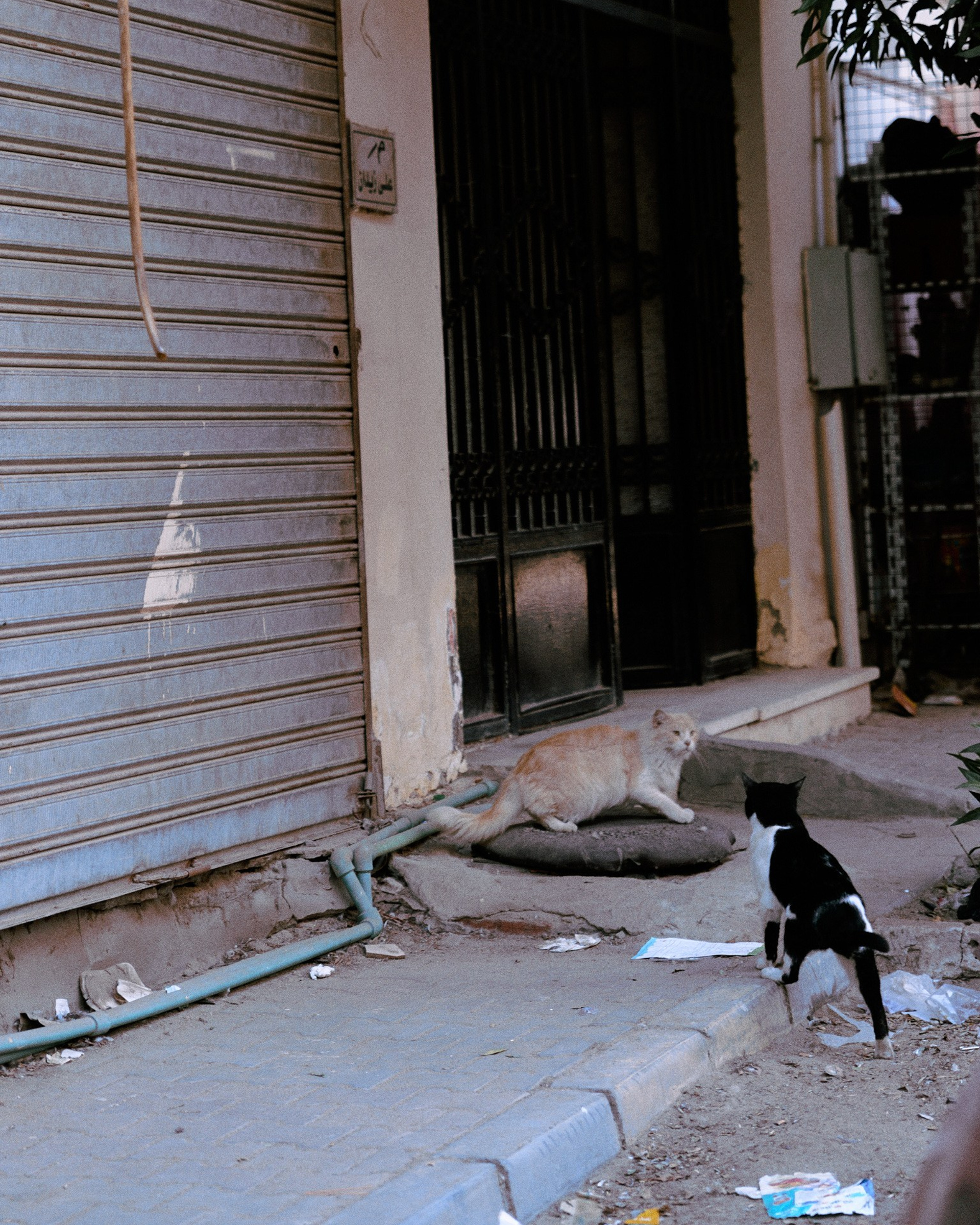 Второй сорт