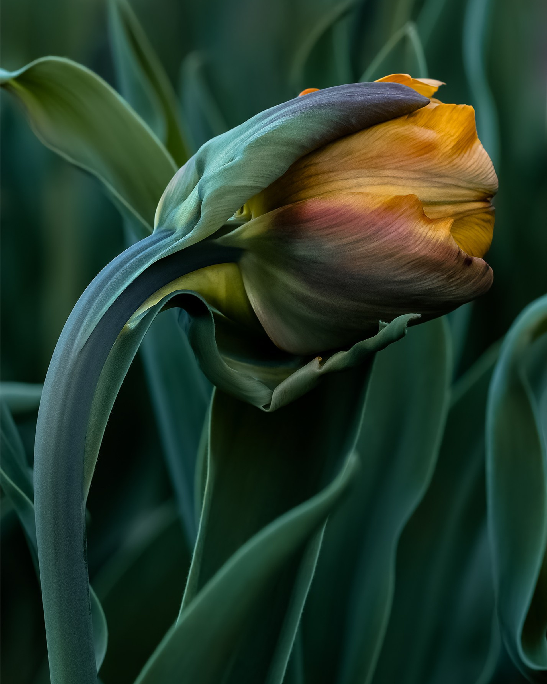 TULIPS
