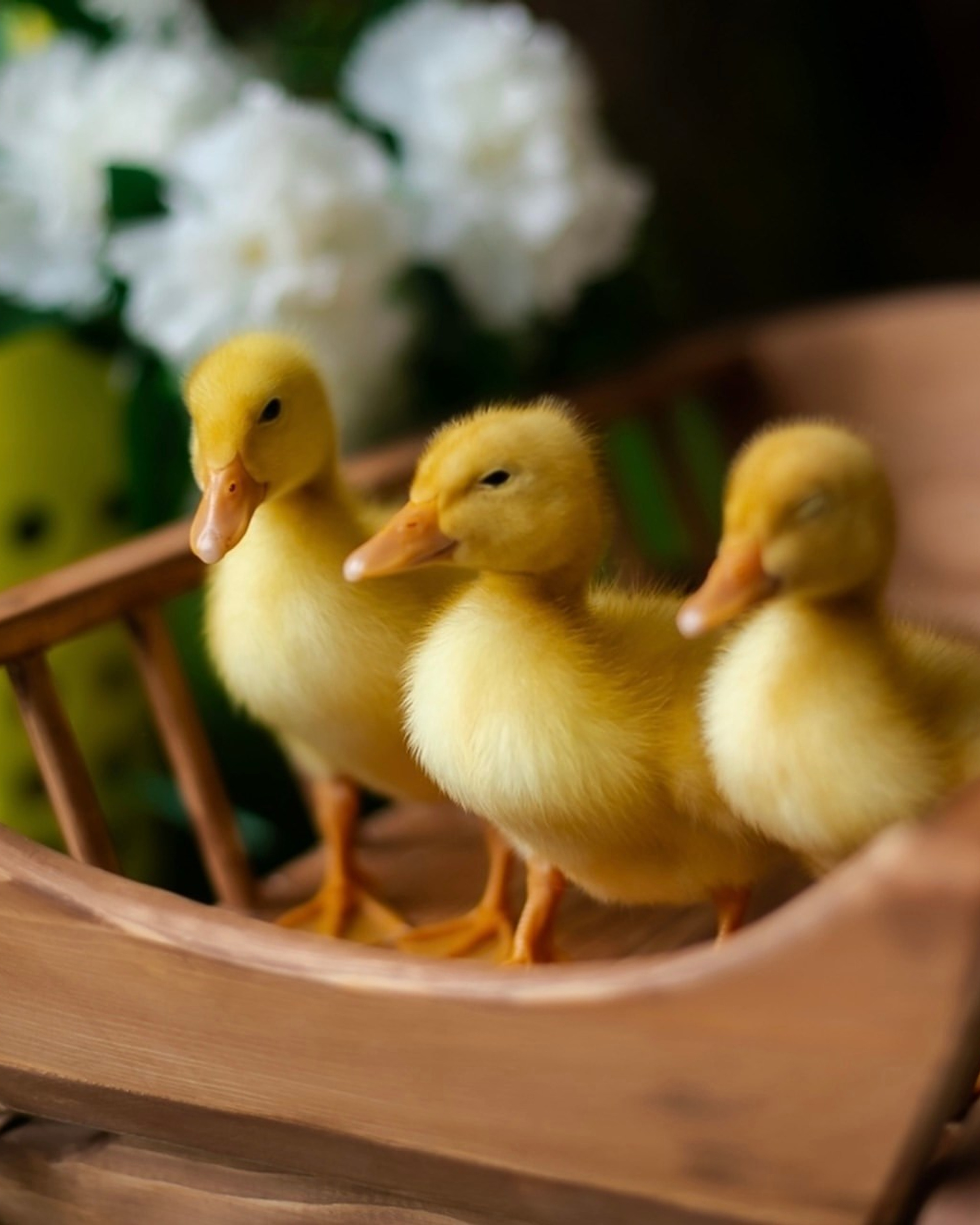 Утята «Пасха»