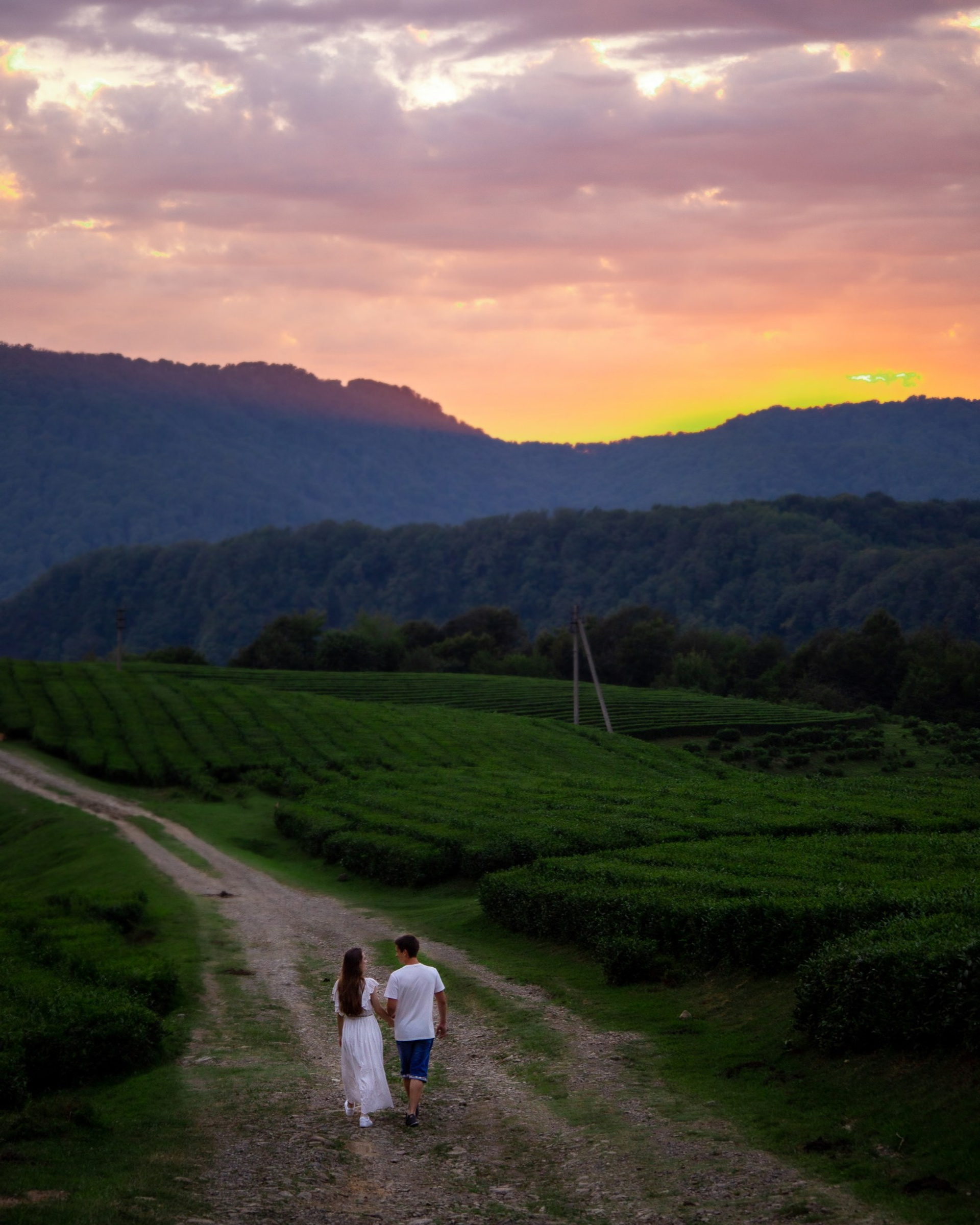 Чайные Плантации