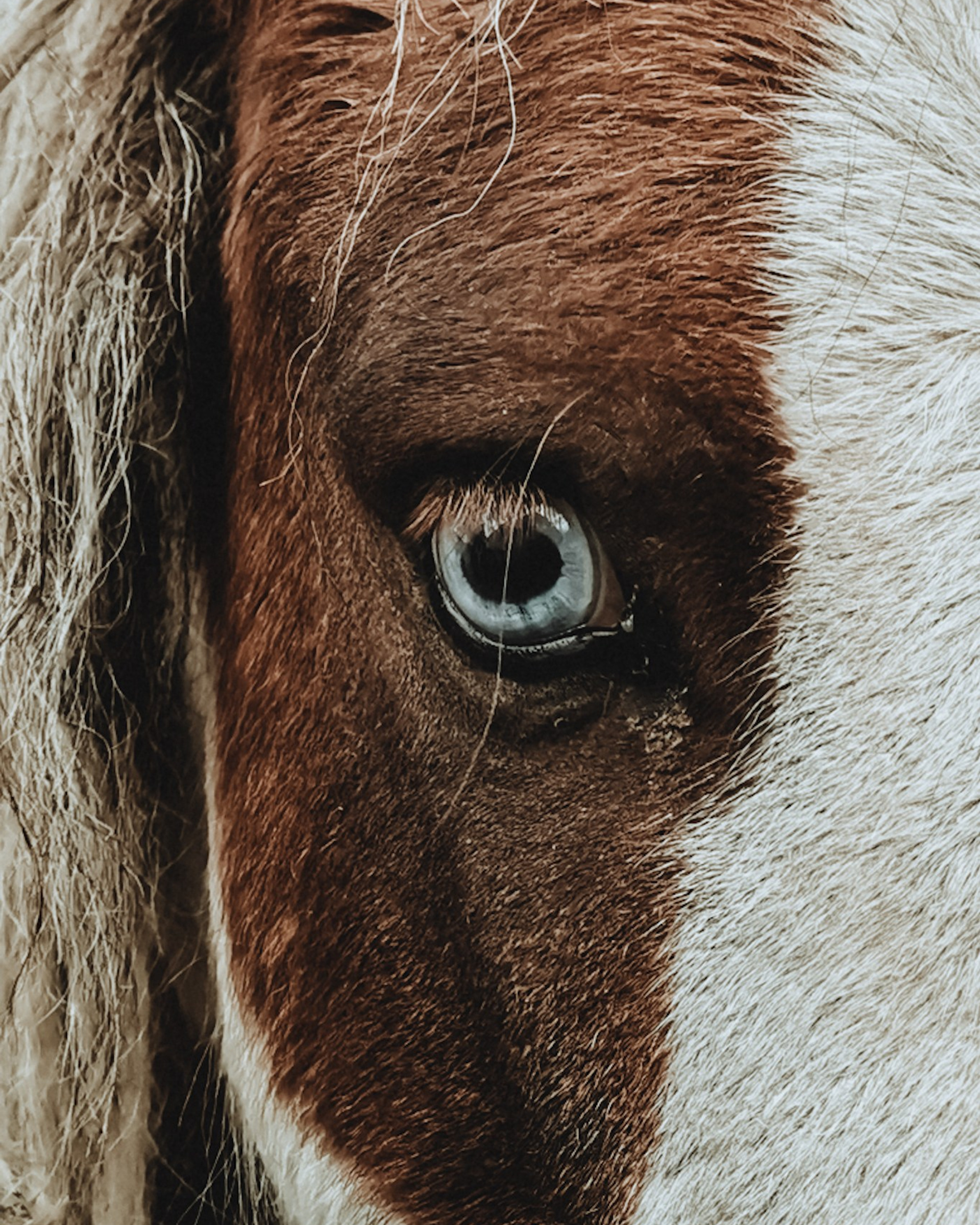 Алтай (мобилография)