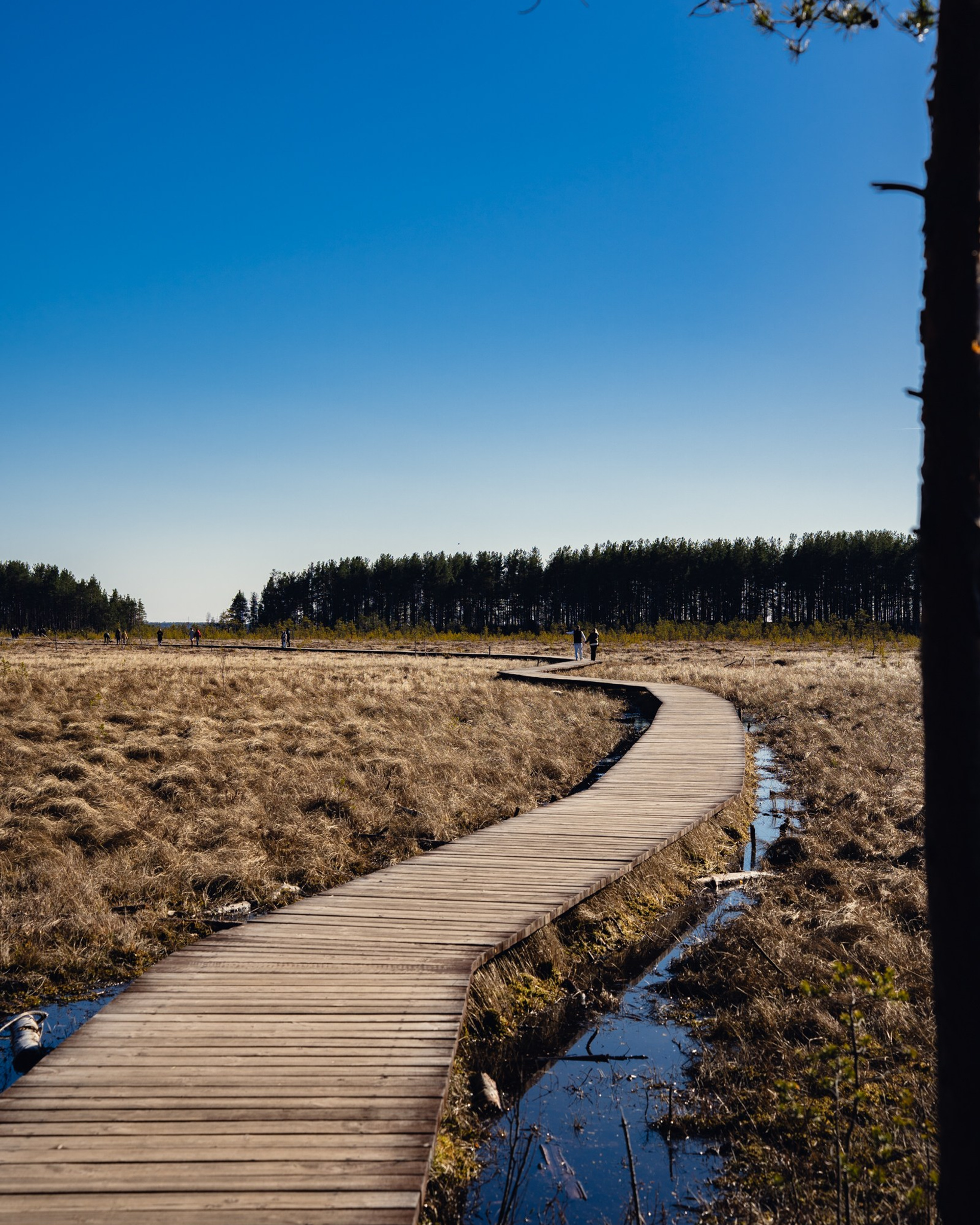 Сестрорецкие болота