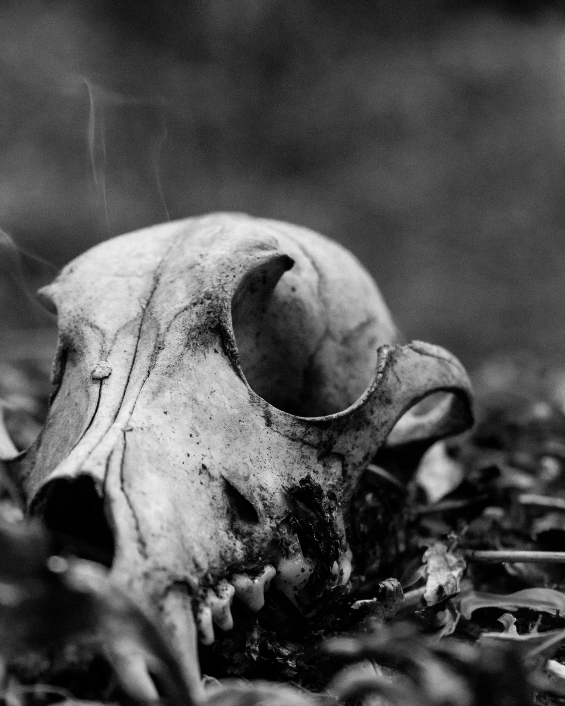 Дом мой — Чистилище