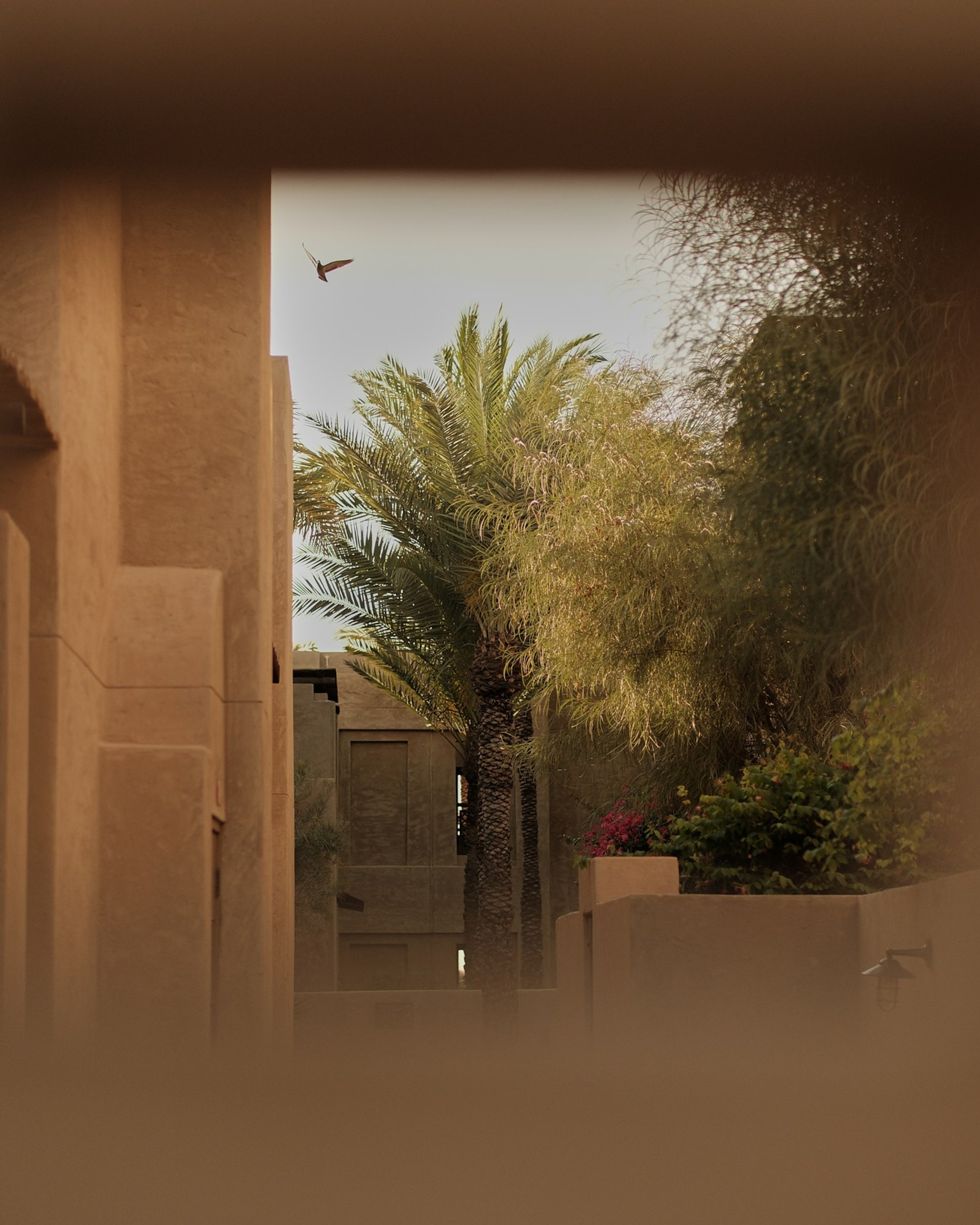 Оазис пустыни