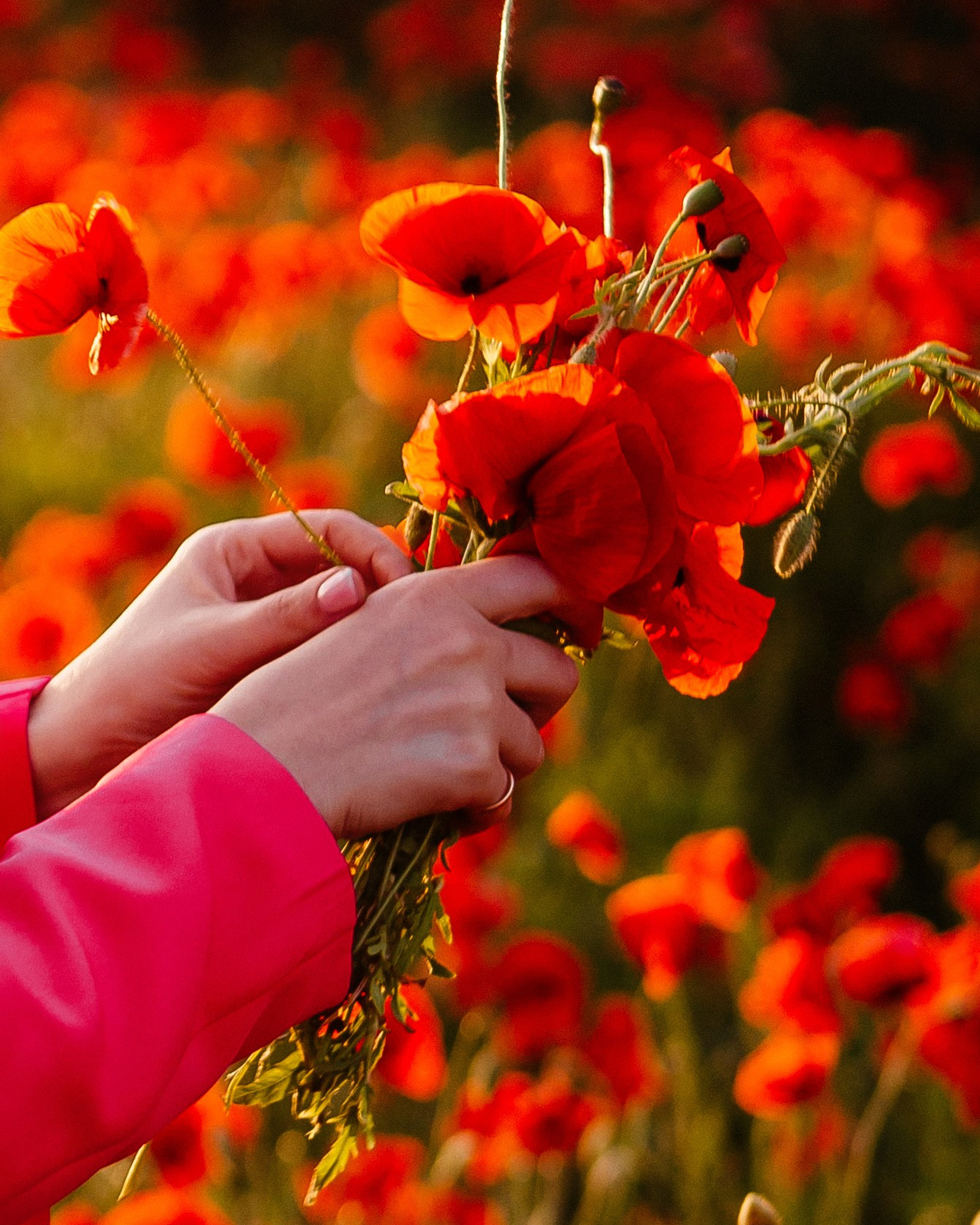 Летняя фотосессия в&nbsp;маковых полях&nbsp;— Анна