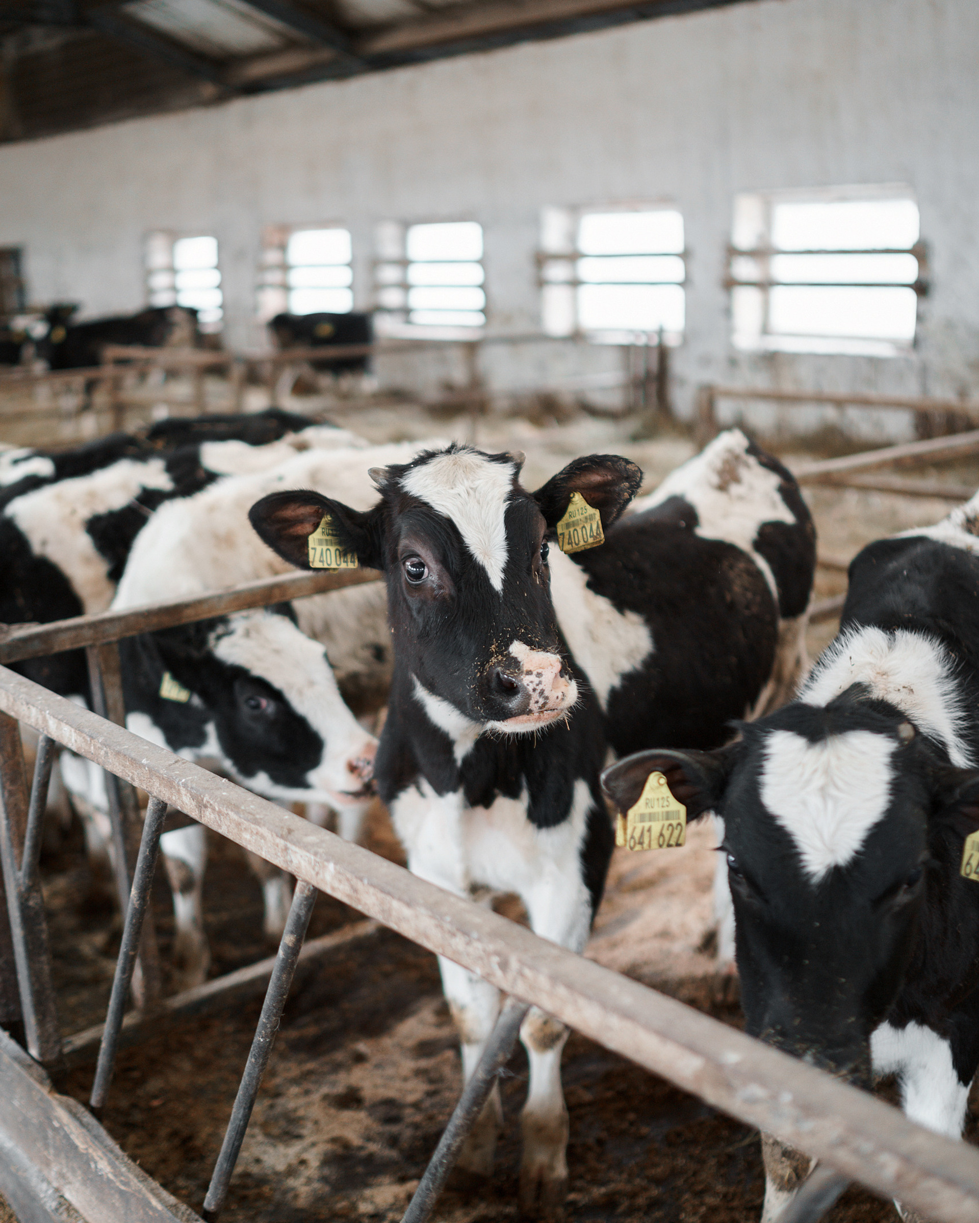 Ферма компании Молочная Культура