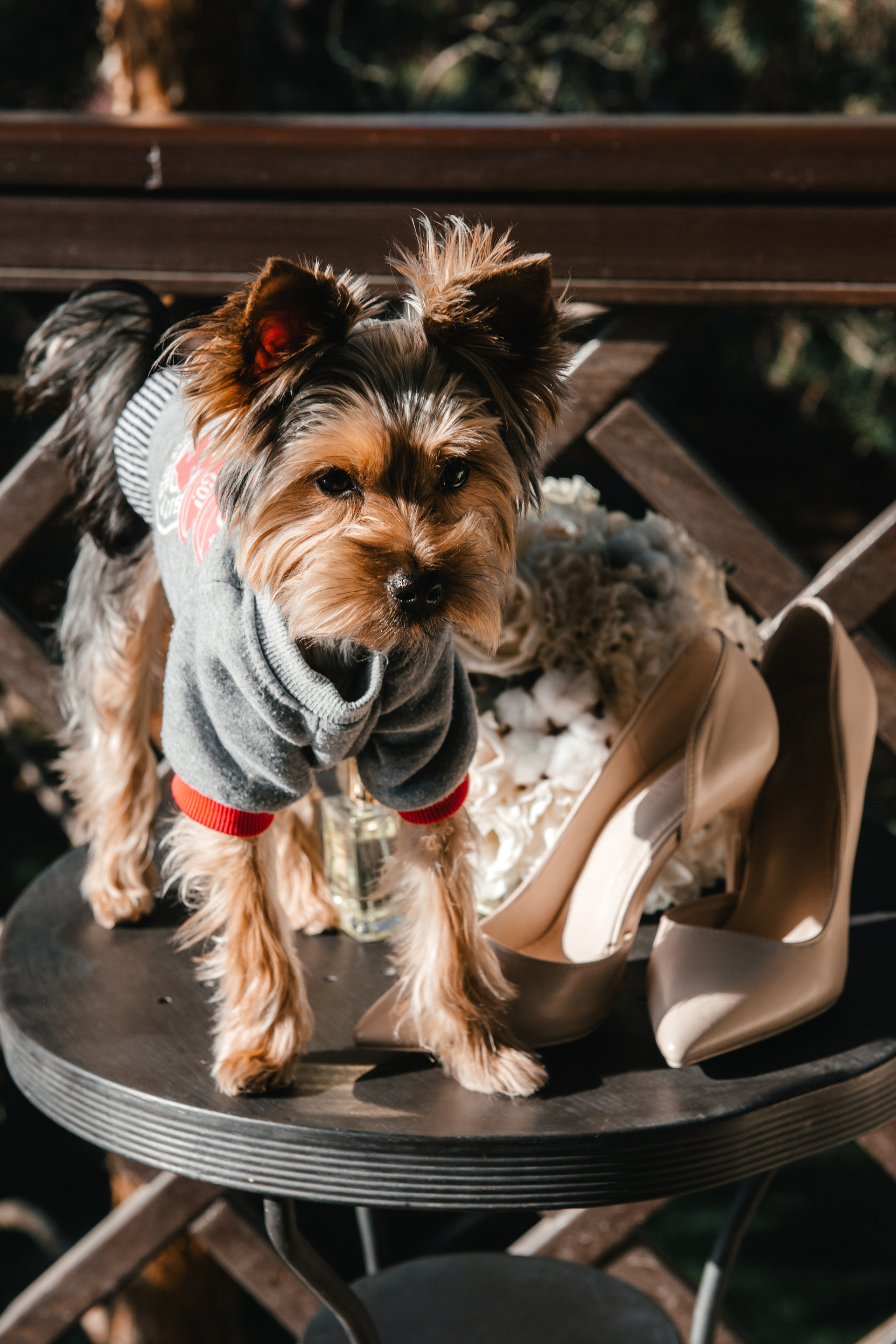 Сергей и Дарья. Свадебный организатор в Ростове-на-Дону Яснов Роман