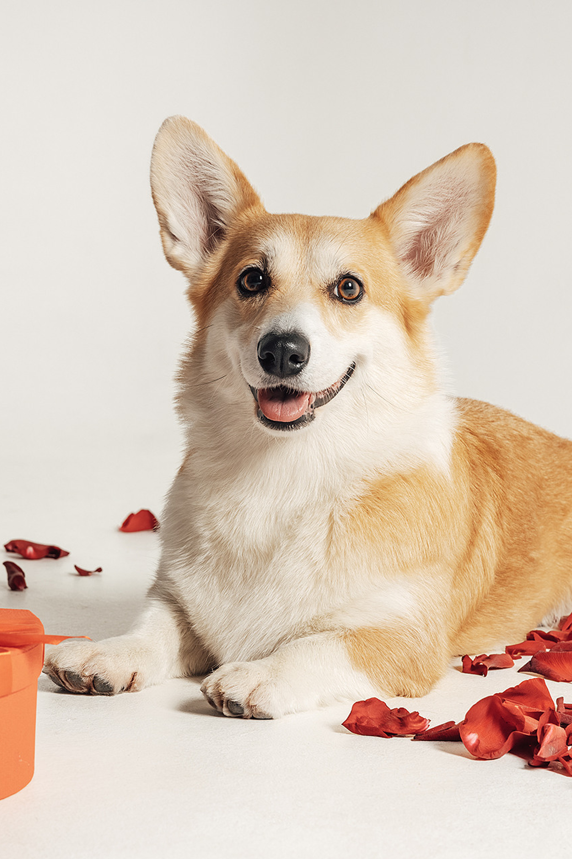 Молли |Корги|