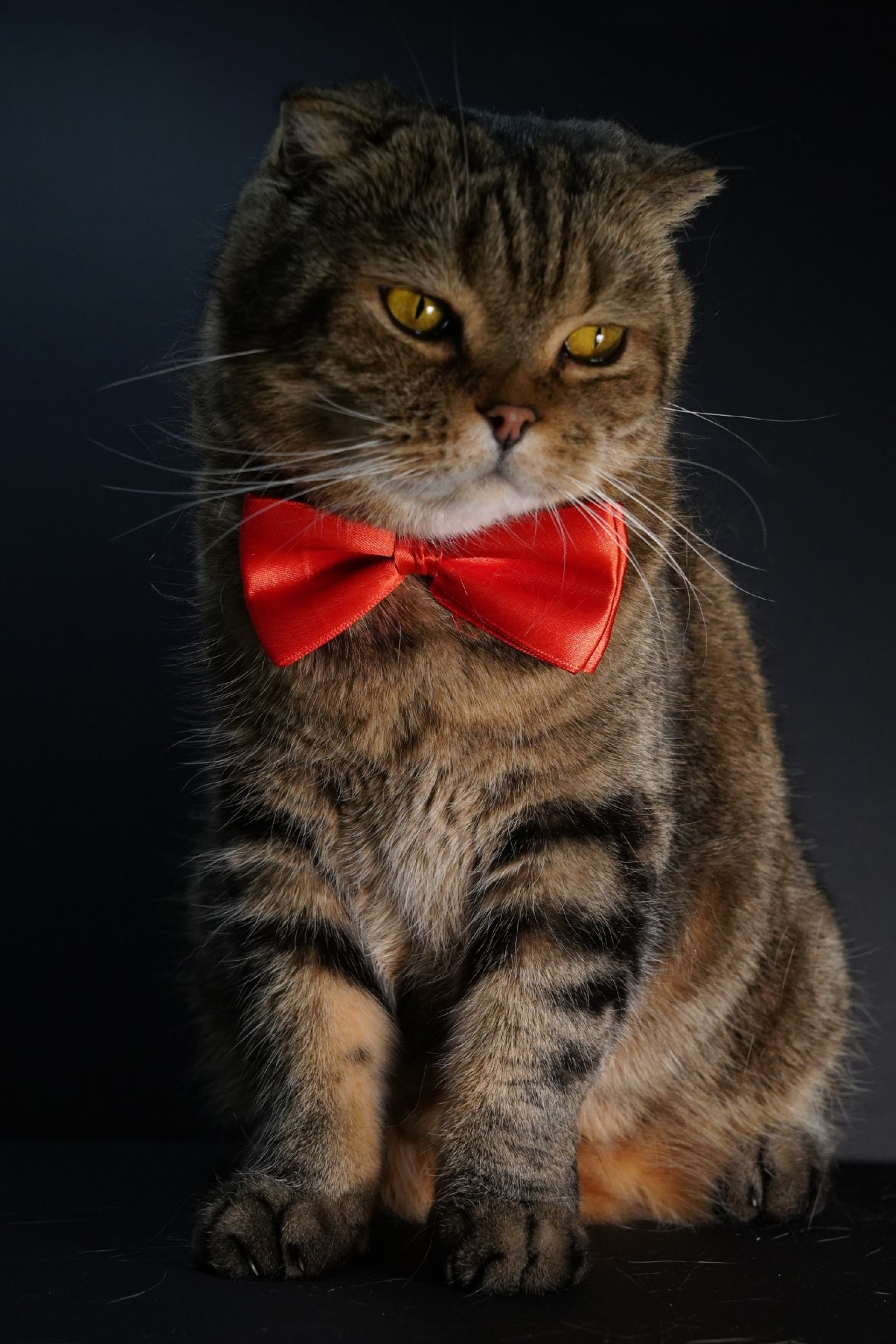 Анималистическая фотография