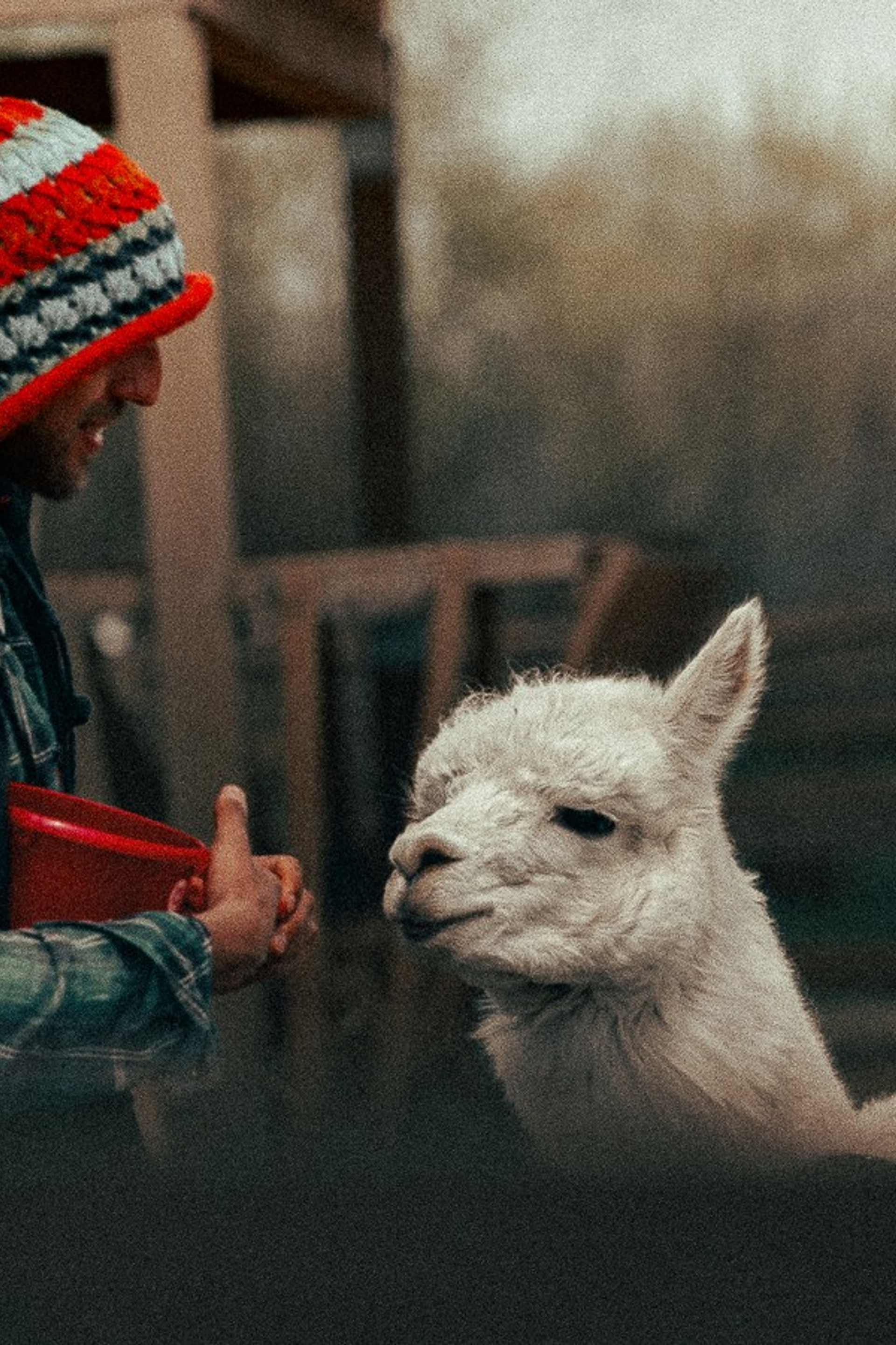 Ферма Альпак. Oskar Dallas™