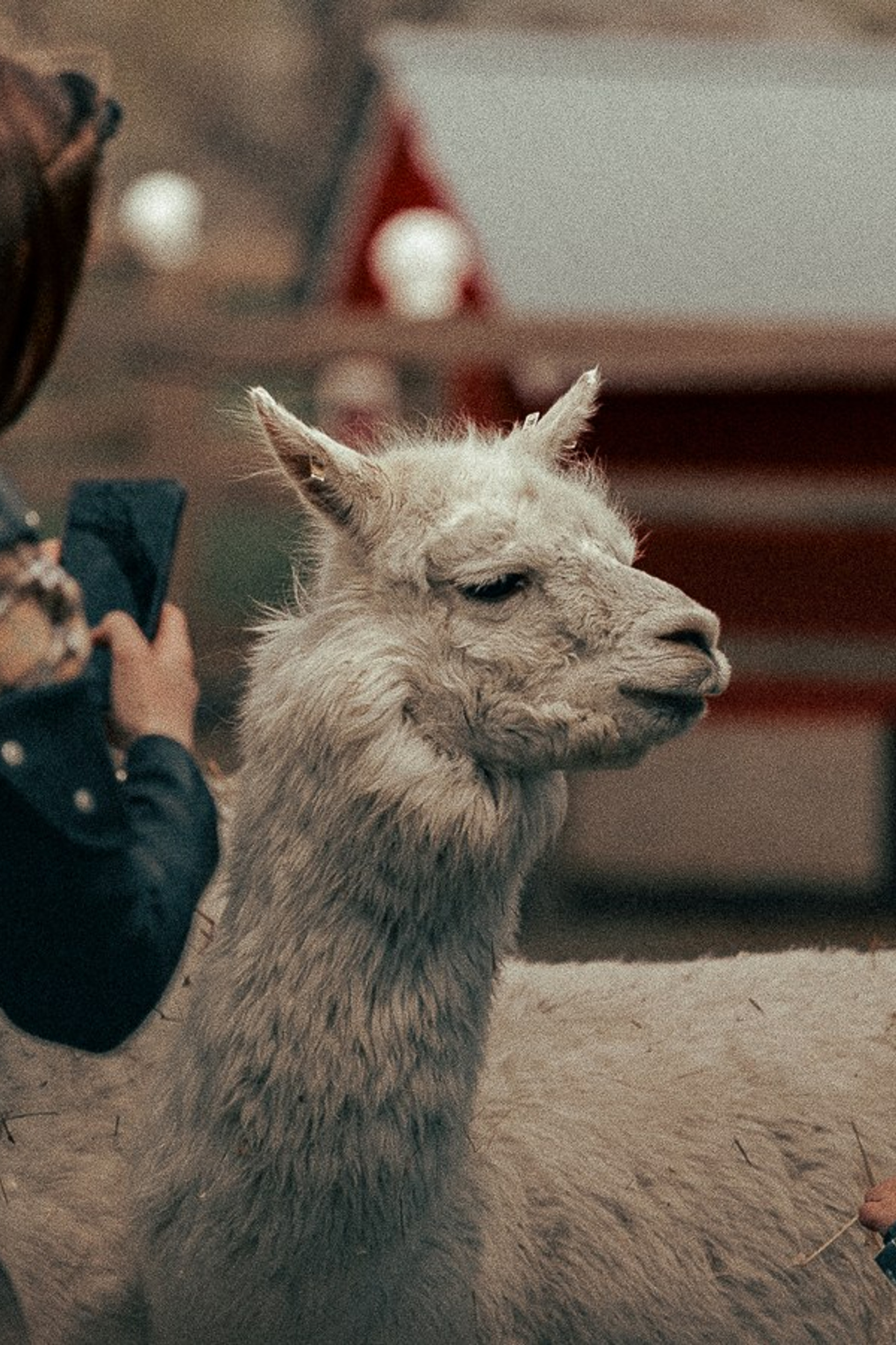 Ферма Альпак. Oskar Dallas™