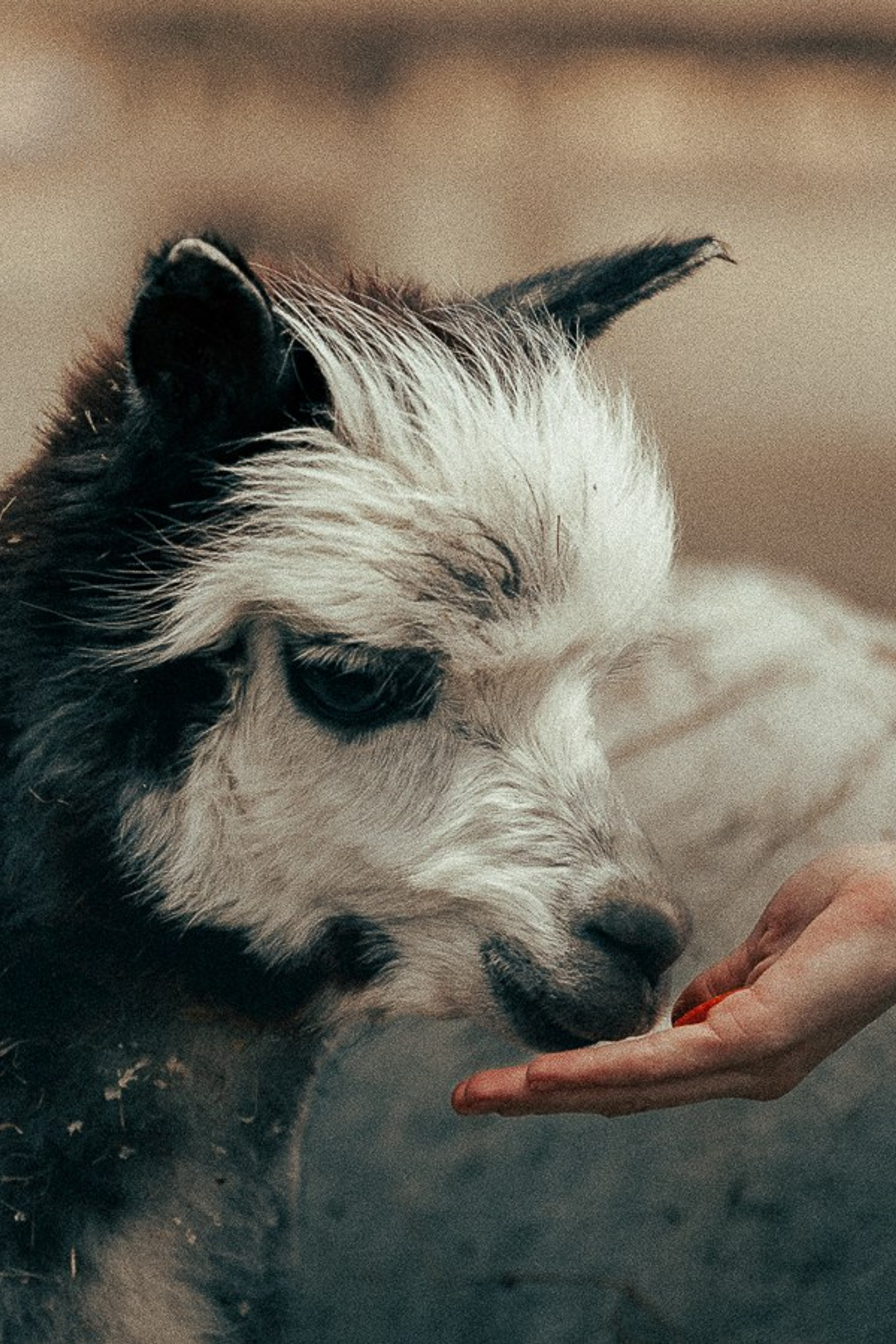 Ферма Альпак. Oskar Dallas™