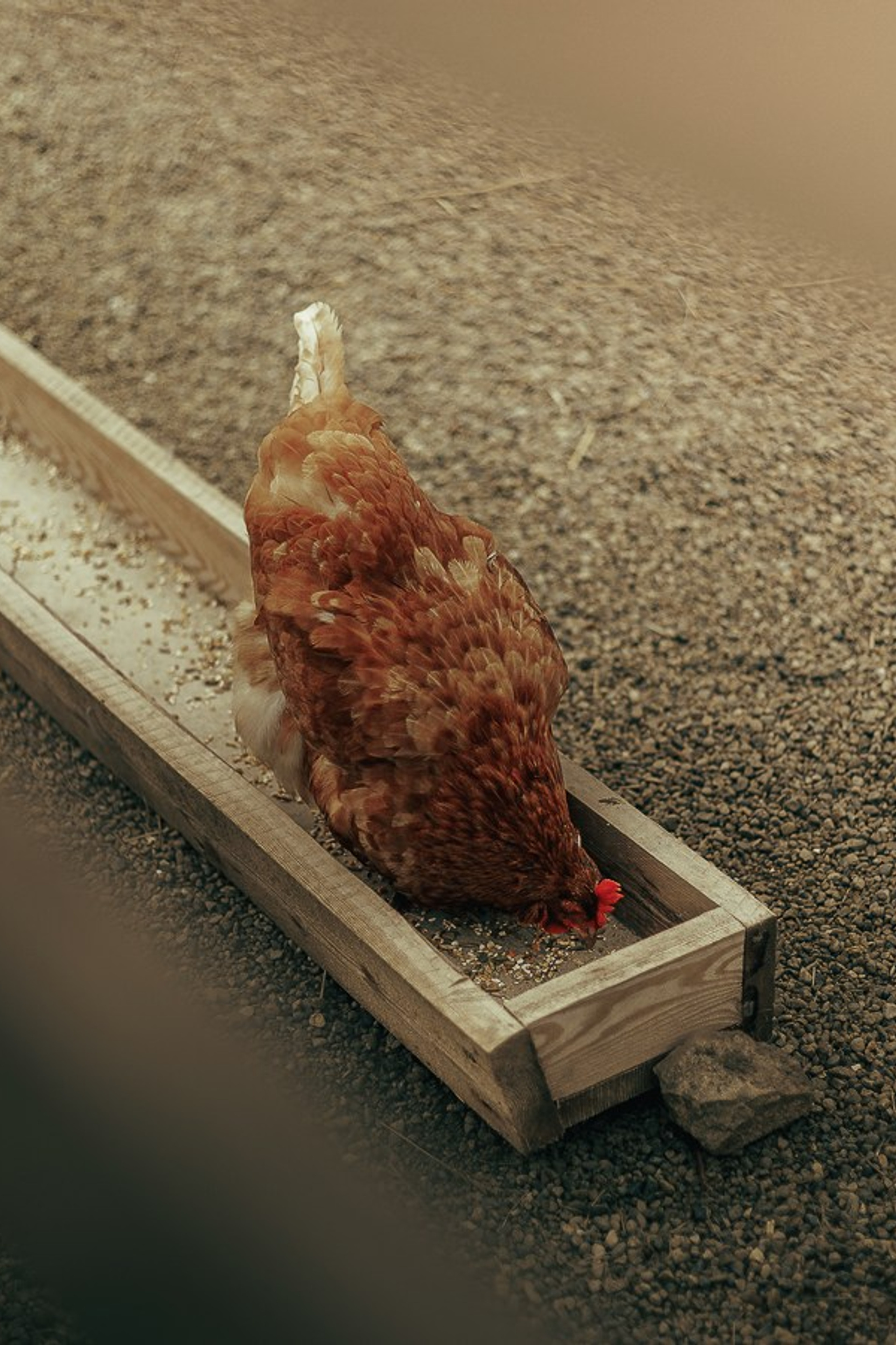 Ферма Альпак. Oskar Dallas™