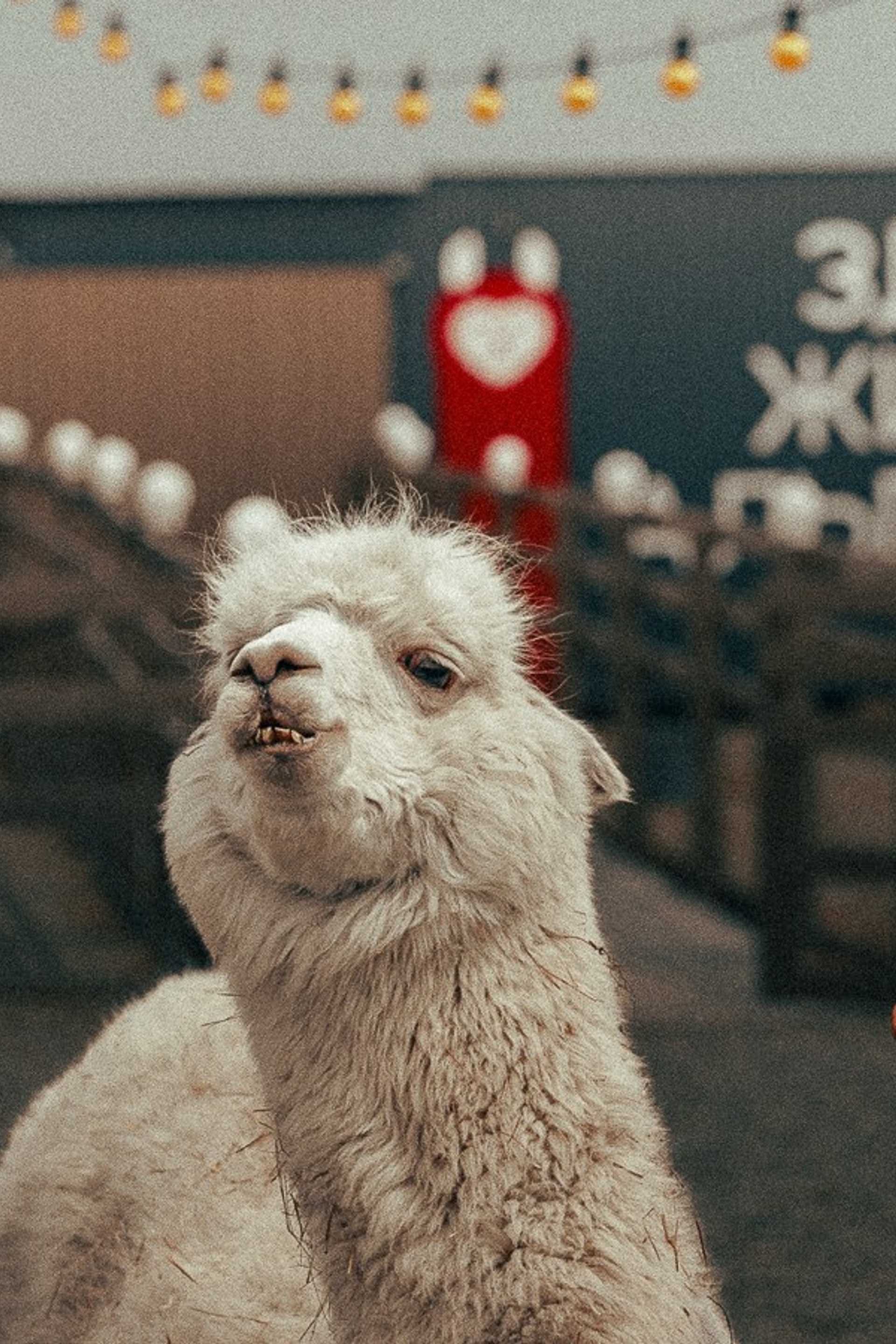 Ферма Альпак. Oskar Dallas™