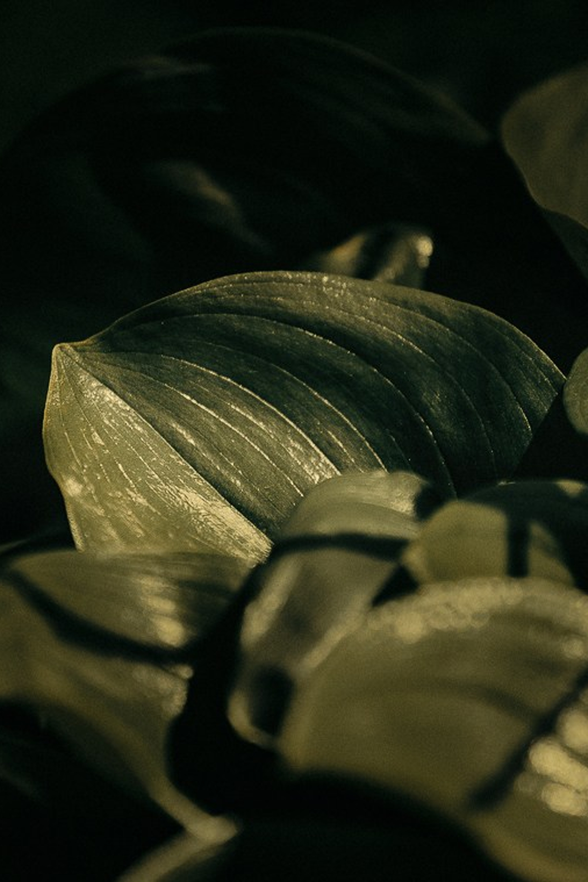 CAPE VYATLINO. Oskar Dallas™